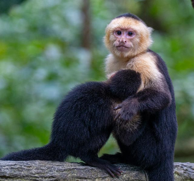White-faced Capuchin monkey (Cebus imitator)