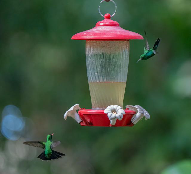 Green-crowned Brilliant (Heliodoxa jacula)