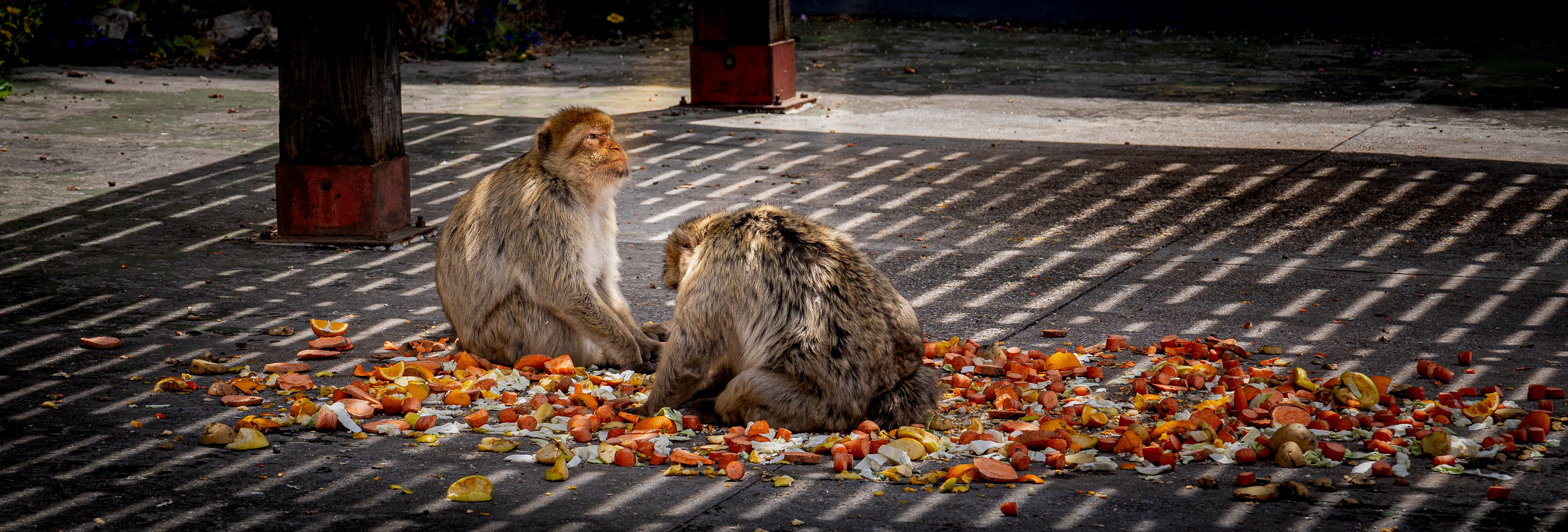 Barbary macaques