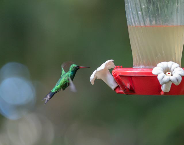 Green-crowned Brilliant (Heliodoxa jacula)