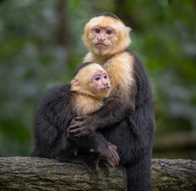 White-faced Capuchin monkey (Cebus imitator)