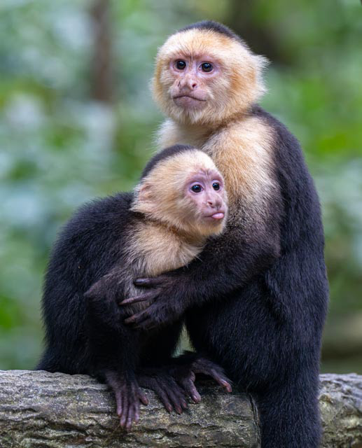 White-faced Capuchin monkey (Cebus imitator)
