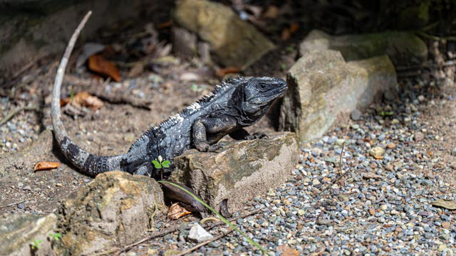 Black Spiny-tailed Iguana (Ctenosaura similis)