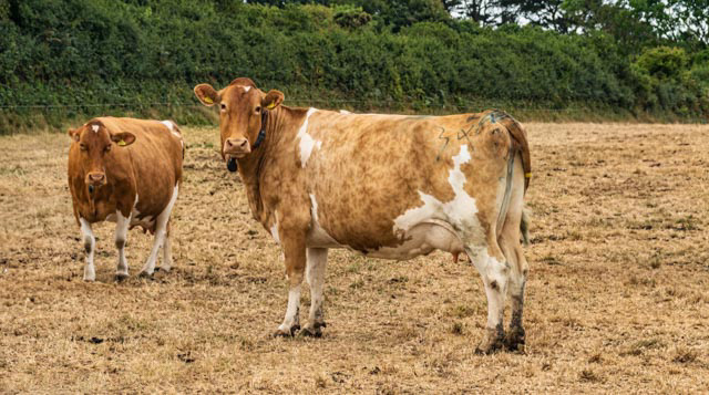 Guernsey Cow