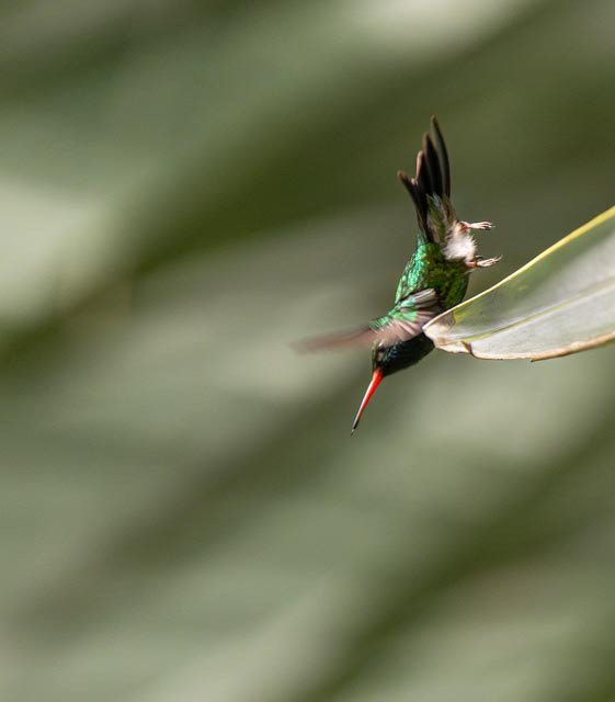 Green-crowned Brilliant (Heliodoxa jacula)