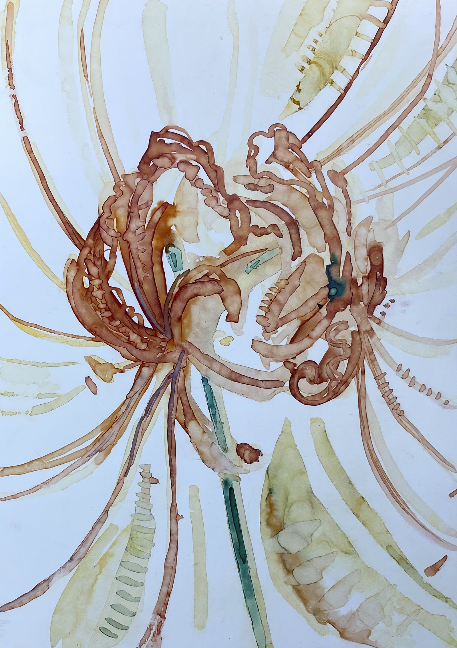 first spider lily