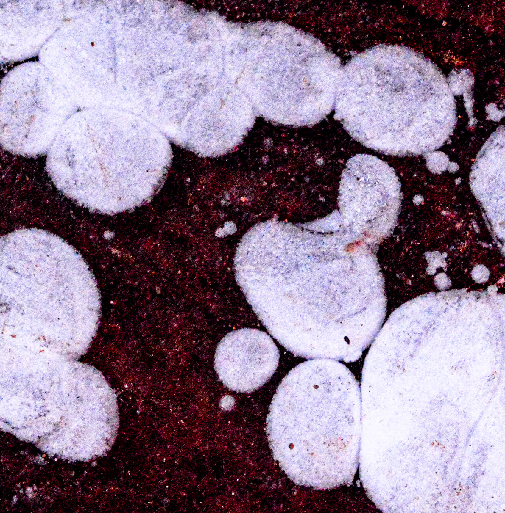Bacterial cultures found near the surface of the arctic acid pools.