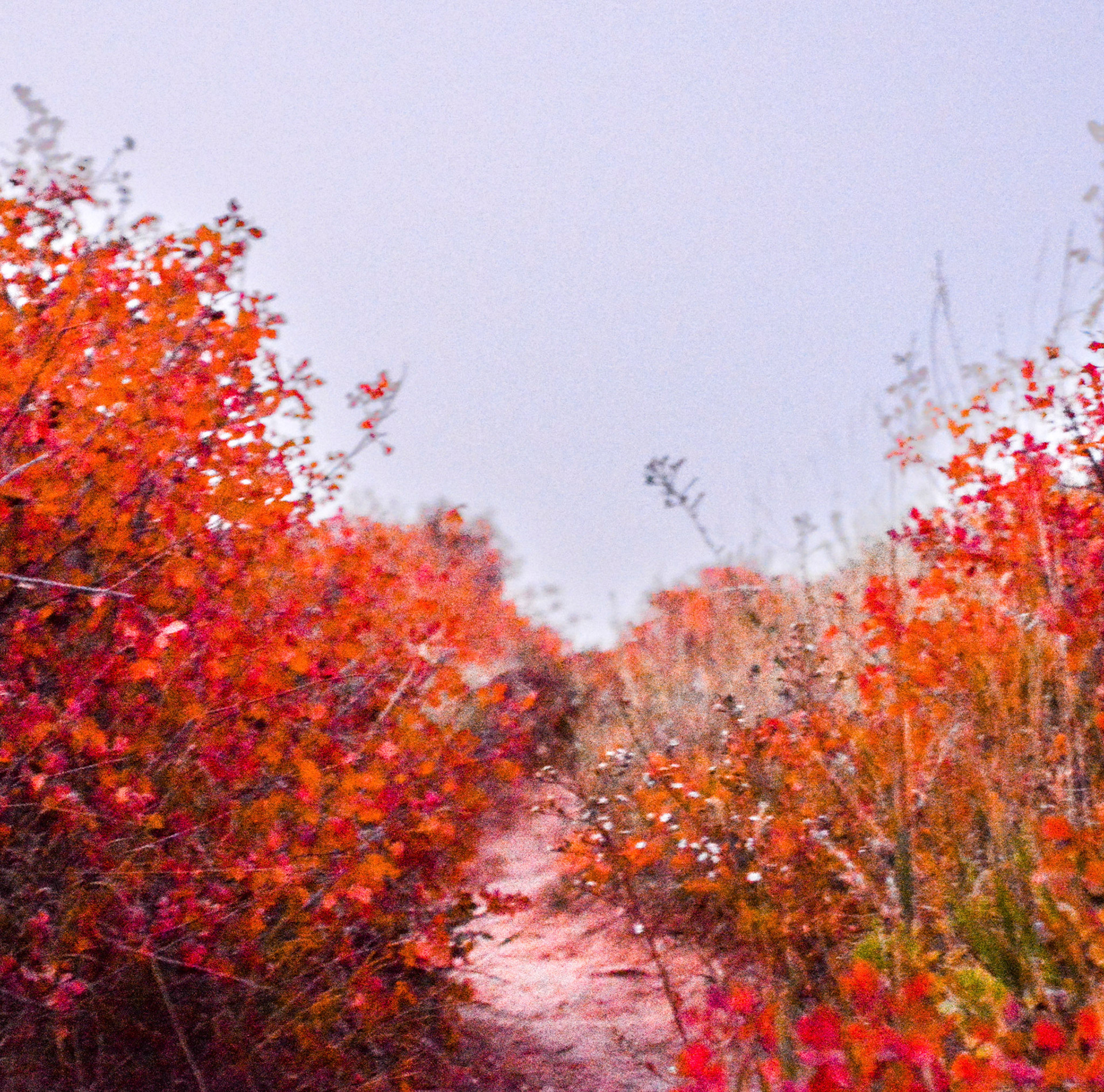 Red acidbrush. One member of the crew lost due to respirator failure upon contact. Exercise extreme caution.