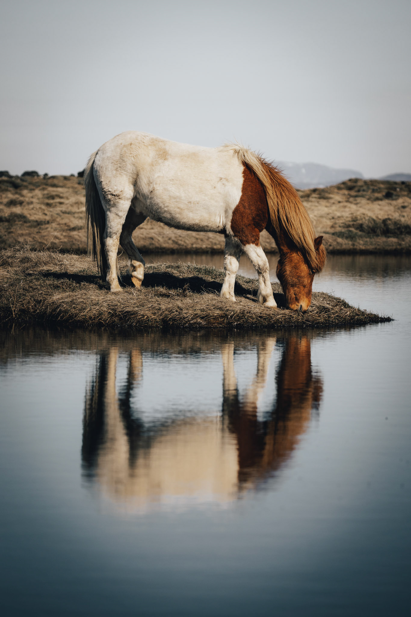 Horse 1