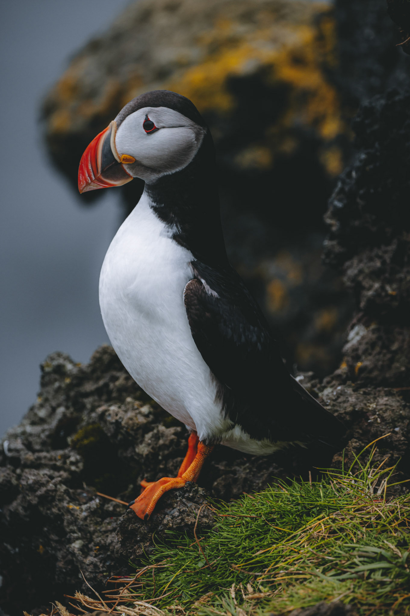 Puffin 1
