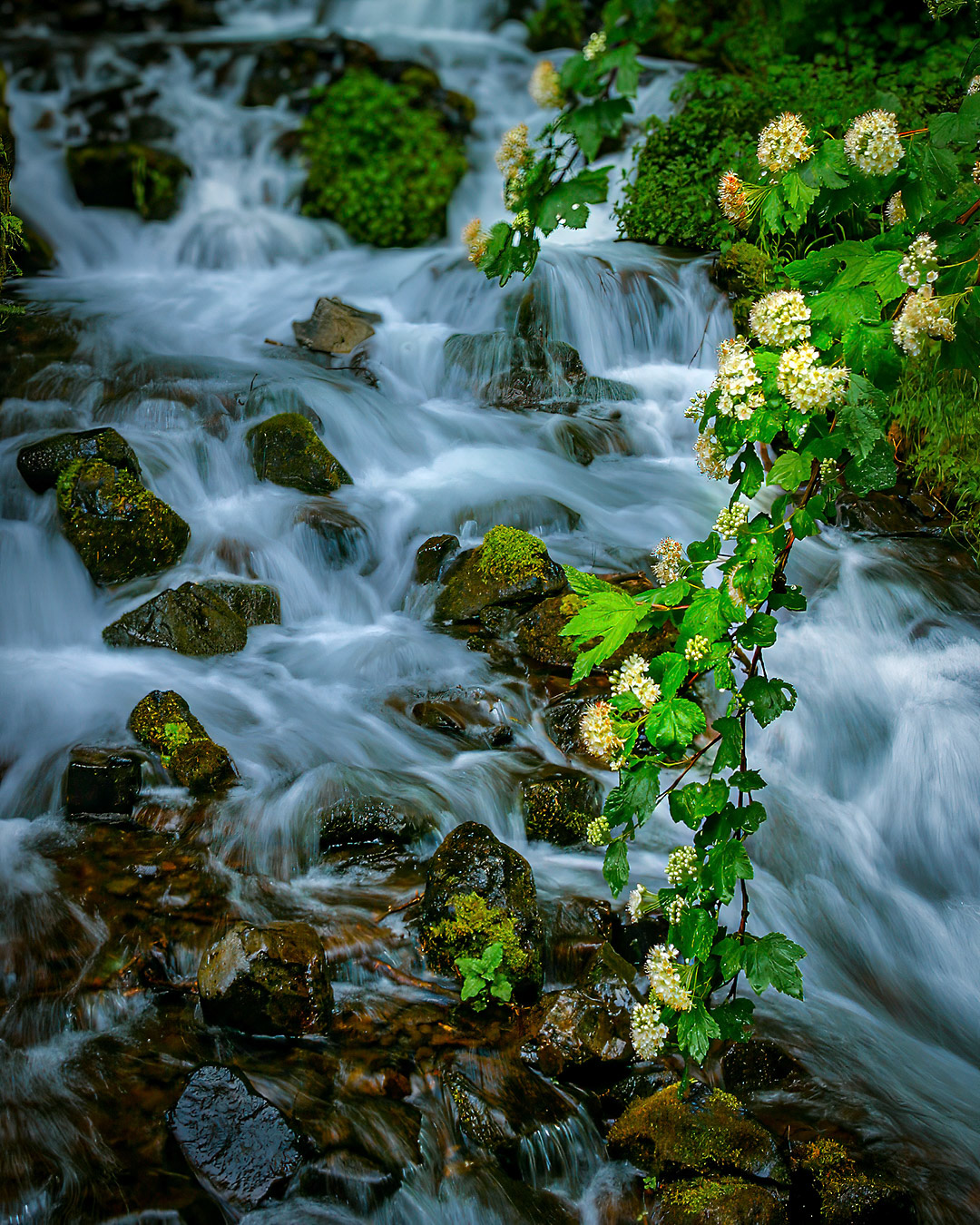 Spring in the Columbia Gorge, Oregon