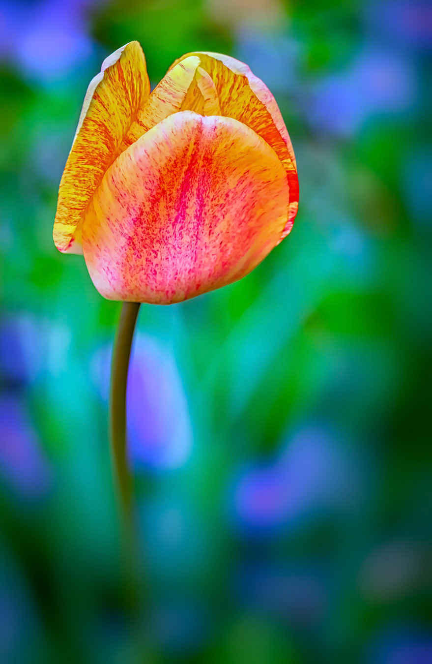 Tulip Time, Frederick, Maryland