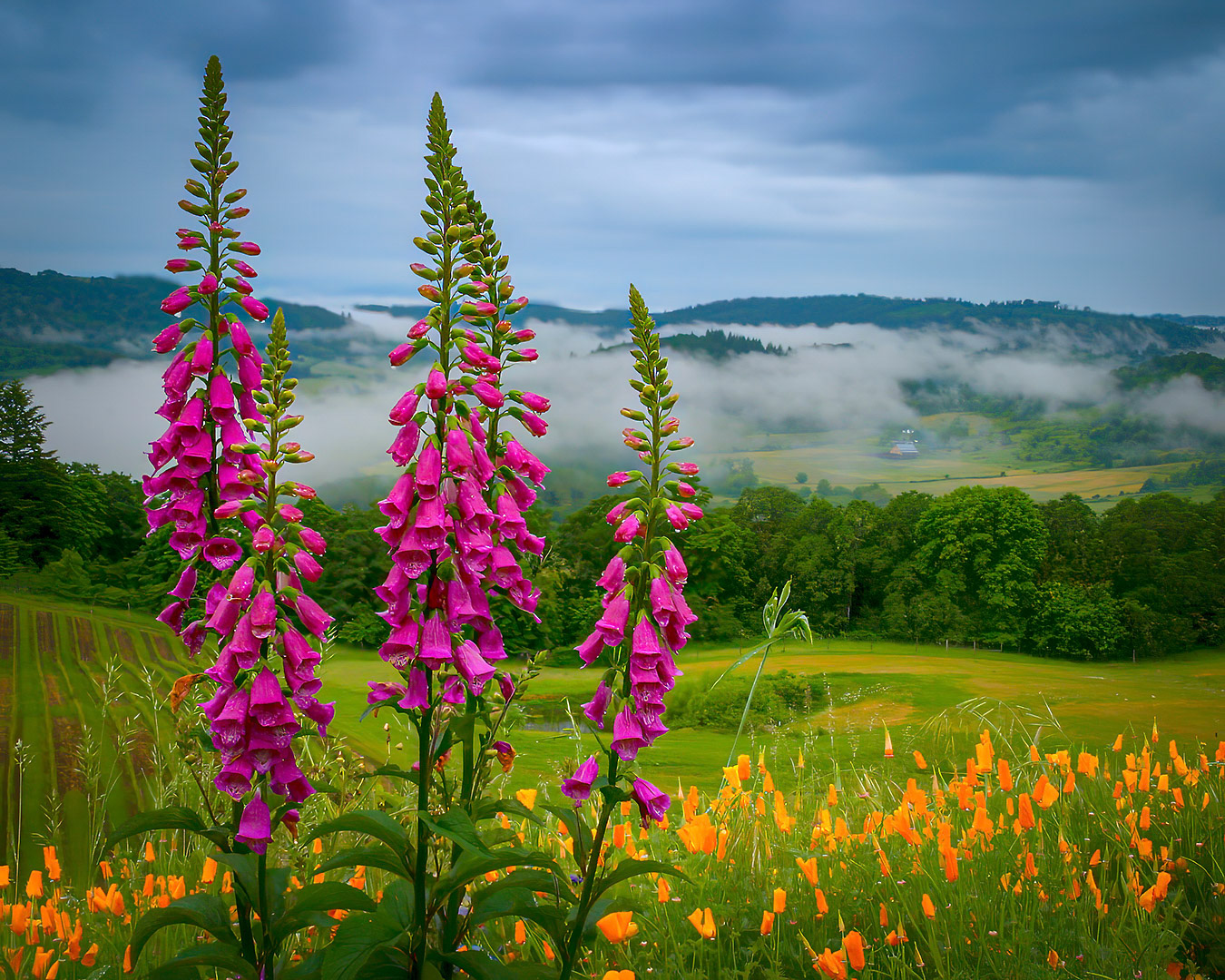 Morning at Youngberg Hill, Oregon