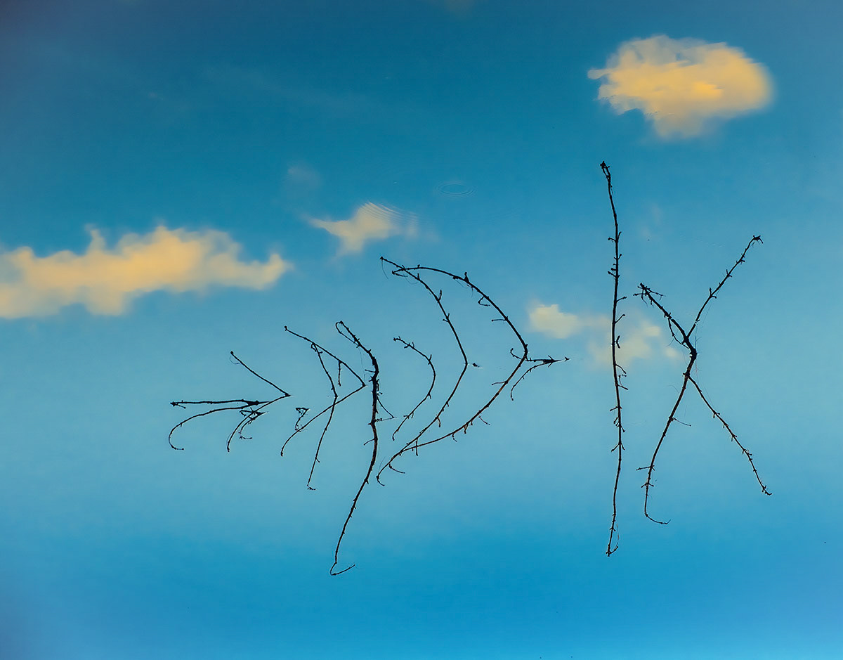 Nature's Calligraphy, Wolfeboro, New Hampshire