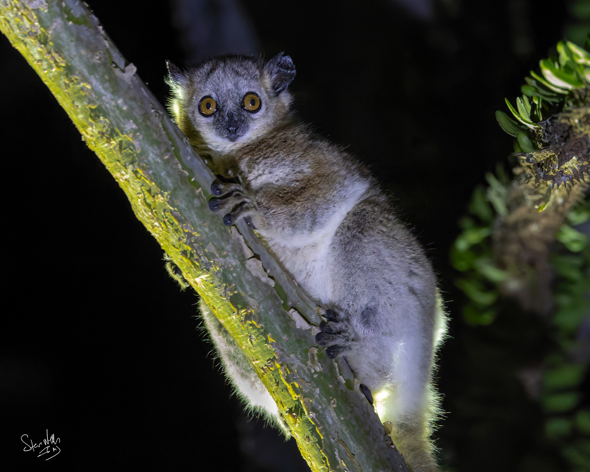 Mouse Lemur - about 8 inches long - Madagascar
