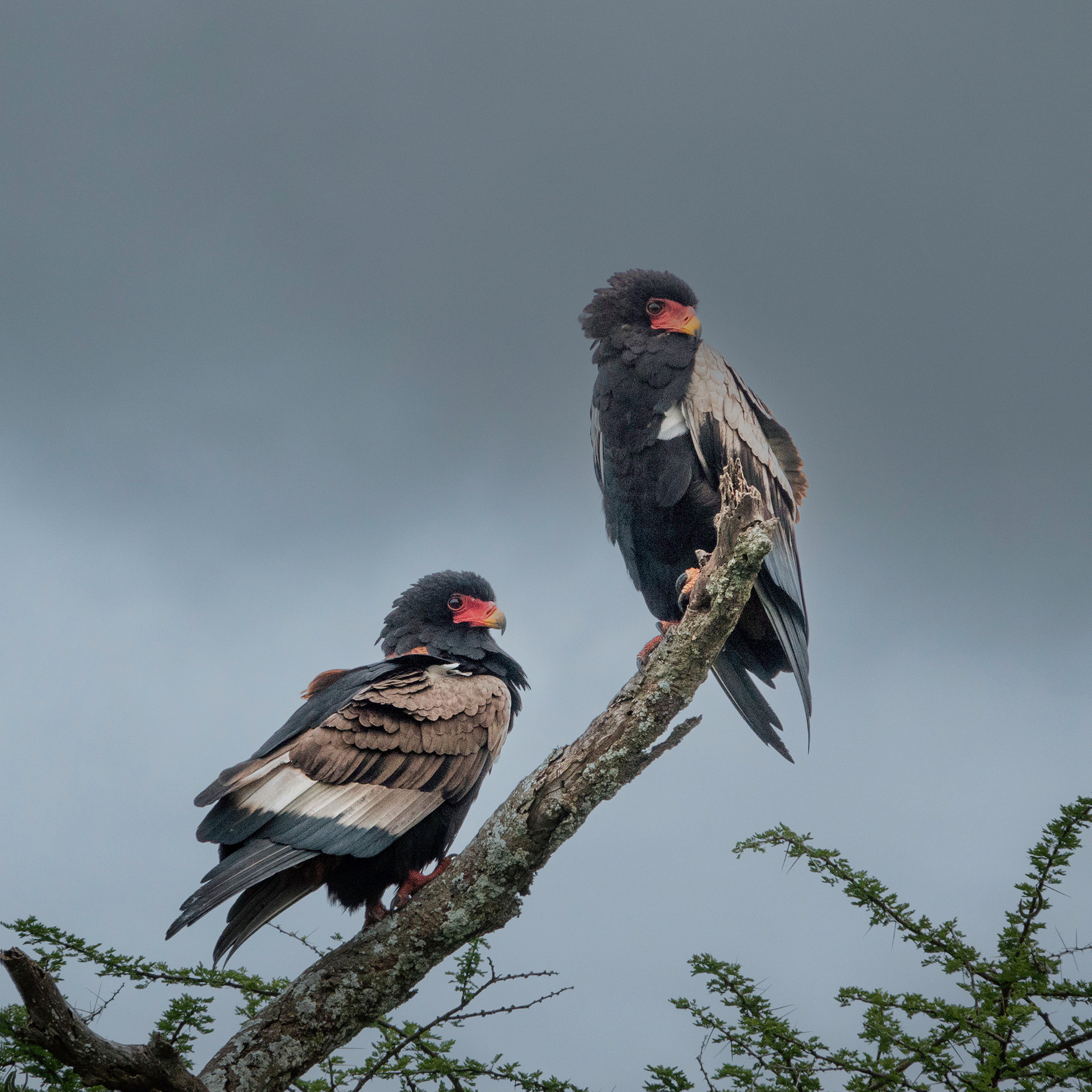 Bateleur Eagle - Serengeti Tanzania