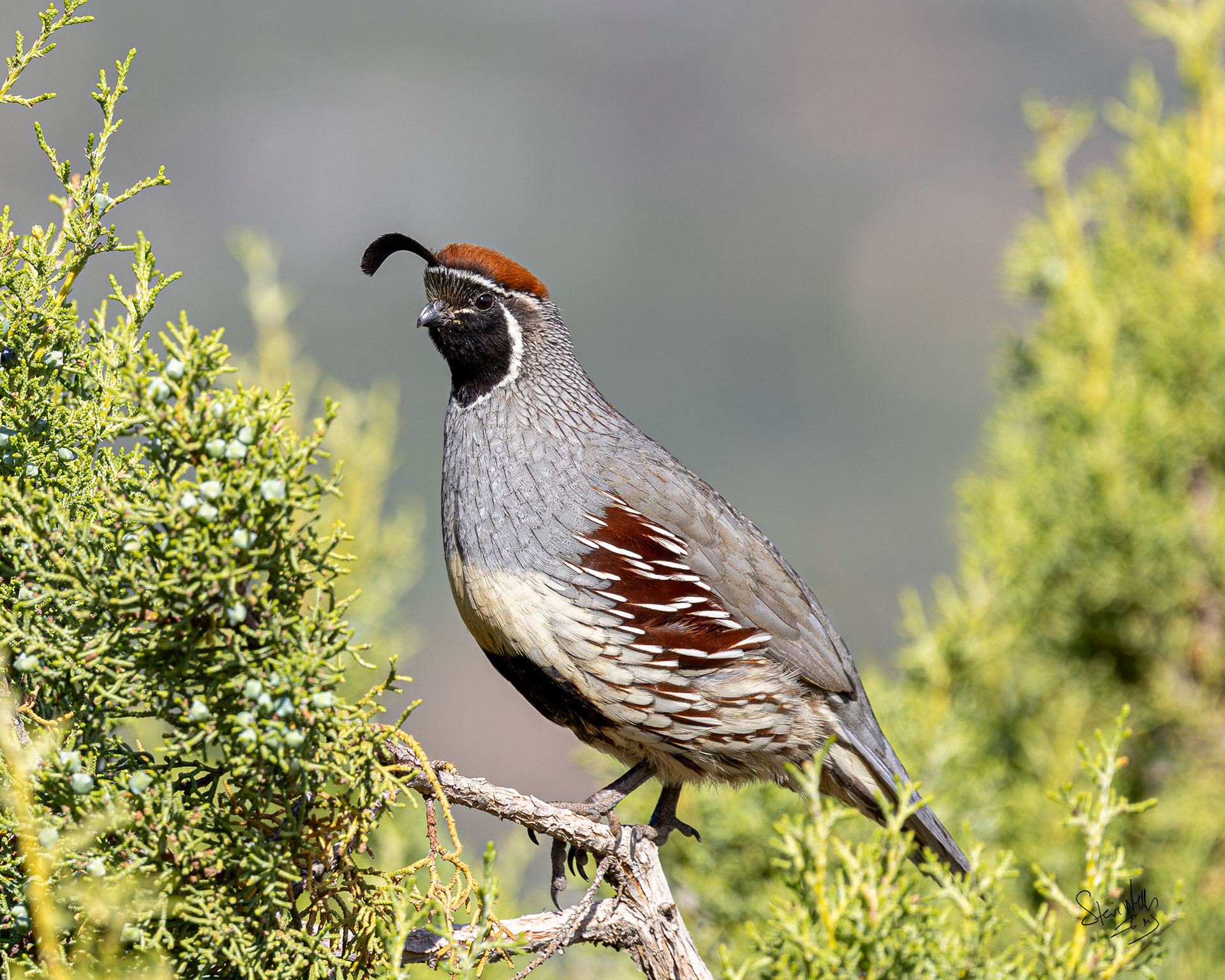 Quail 