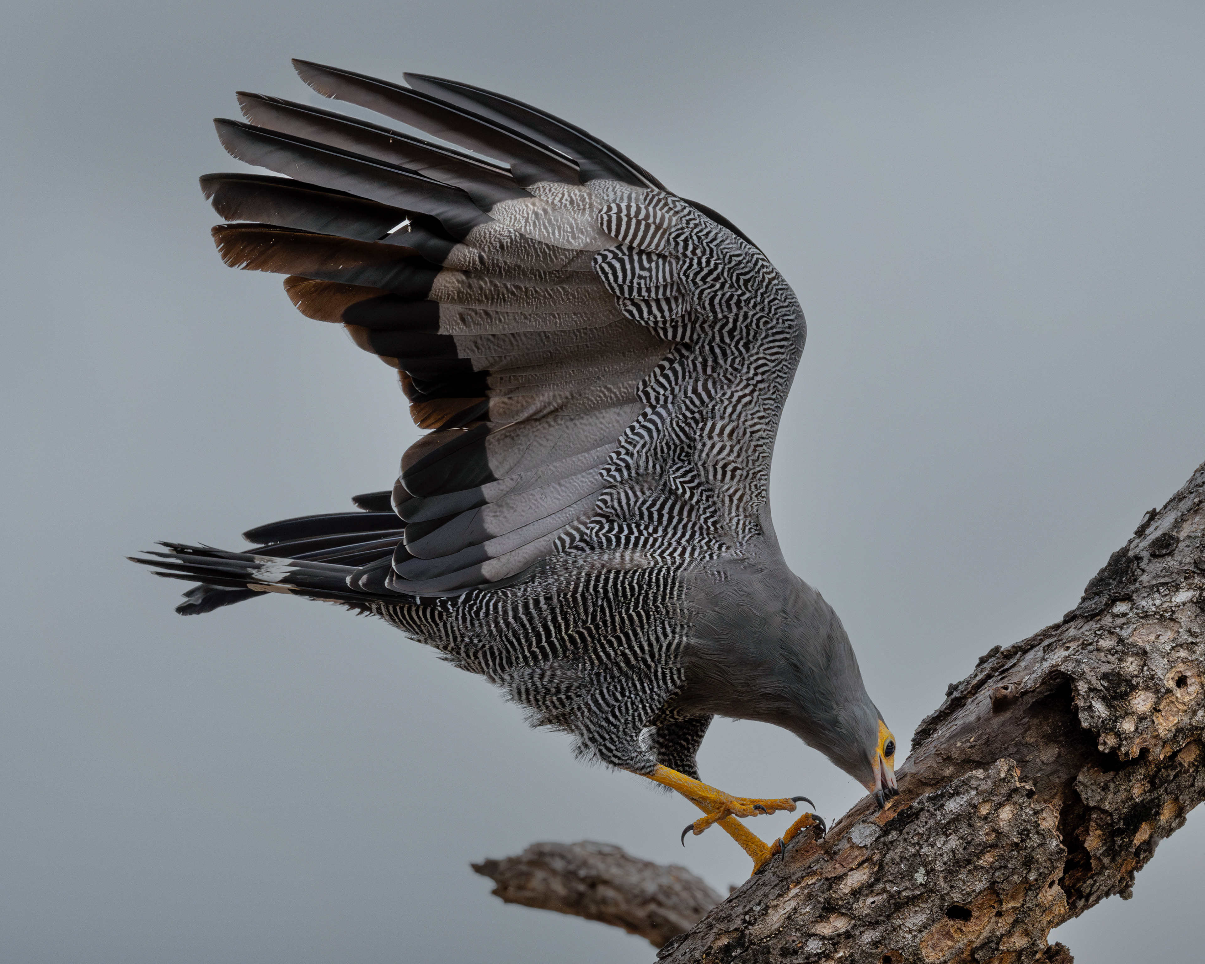 African Harrier Hawk digging for grubs - Tengile South Africa