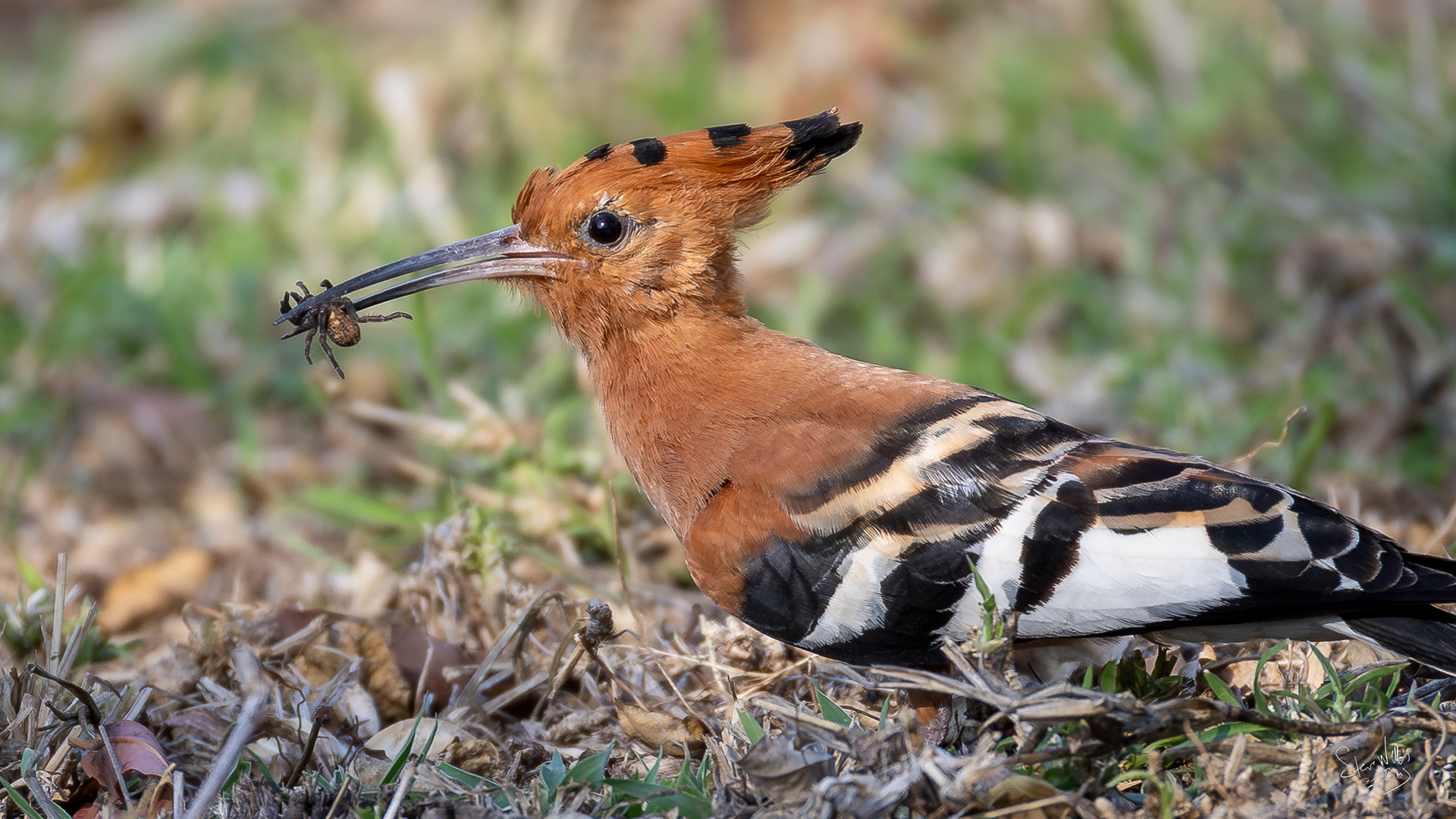 African HooPoo hunting Teguile