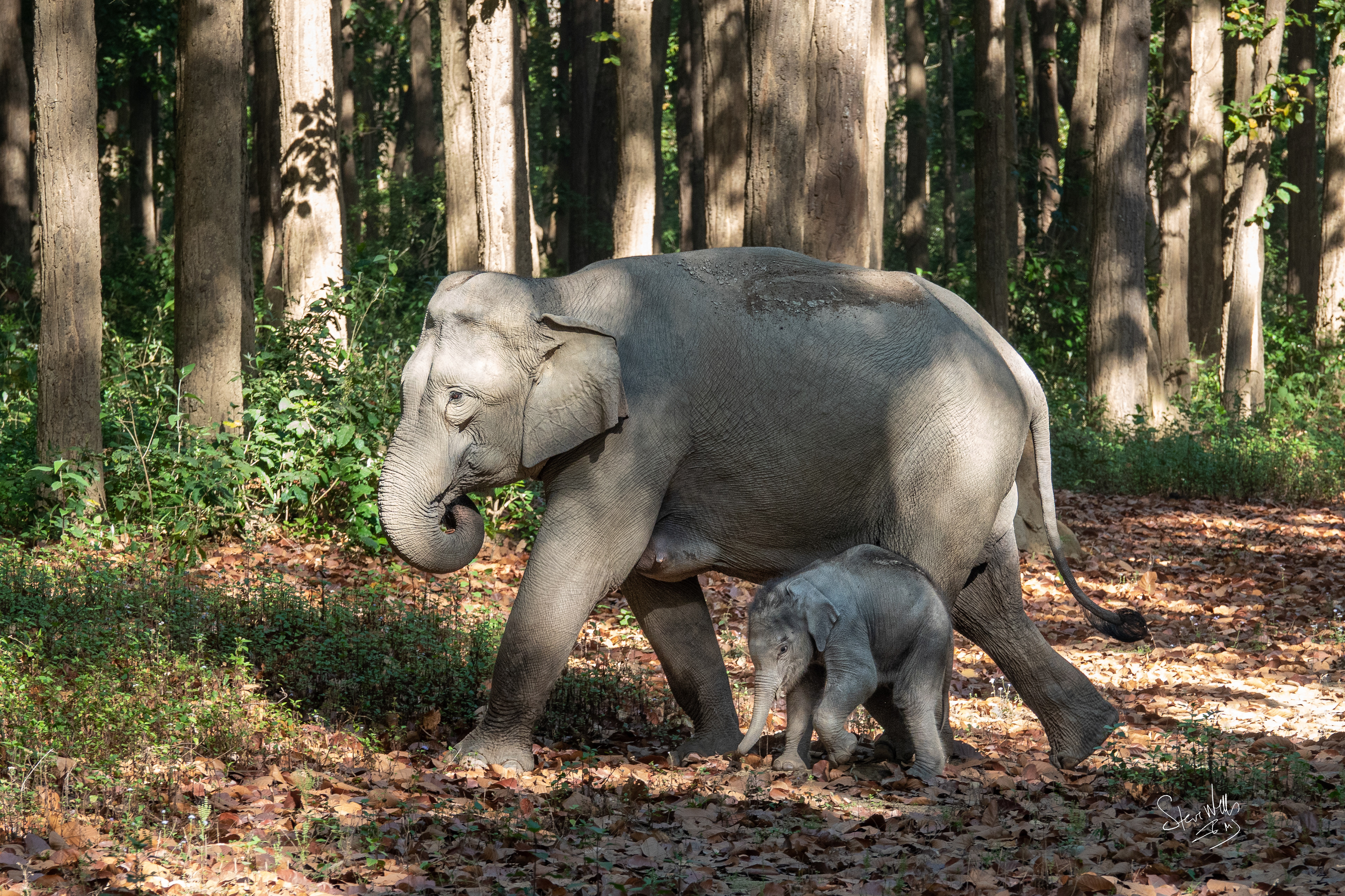 Indian Elephant with new born