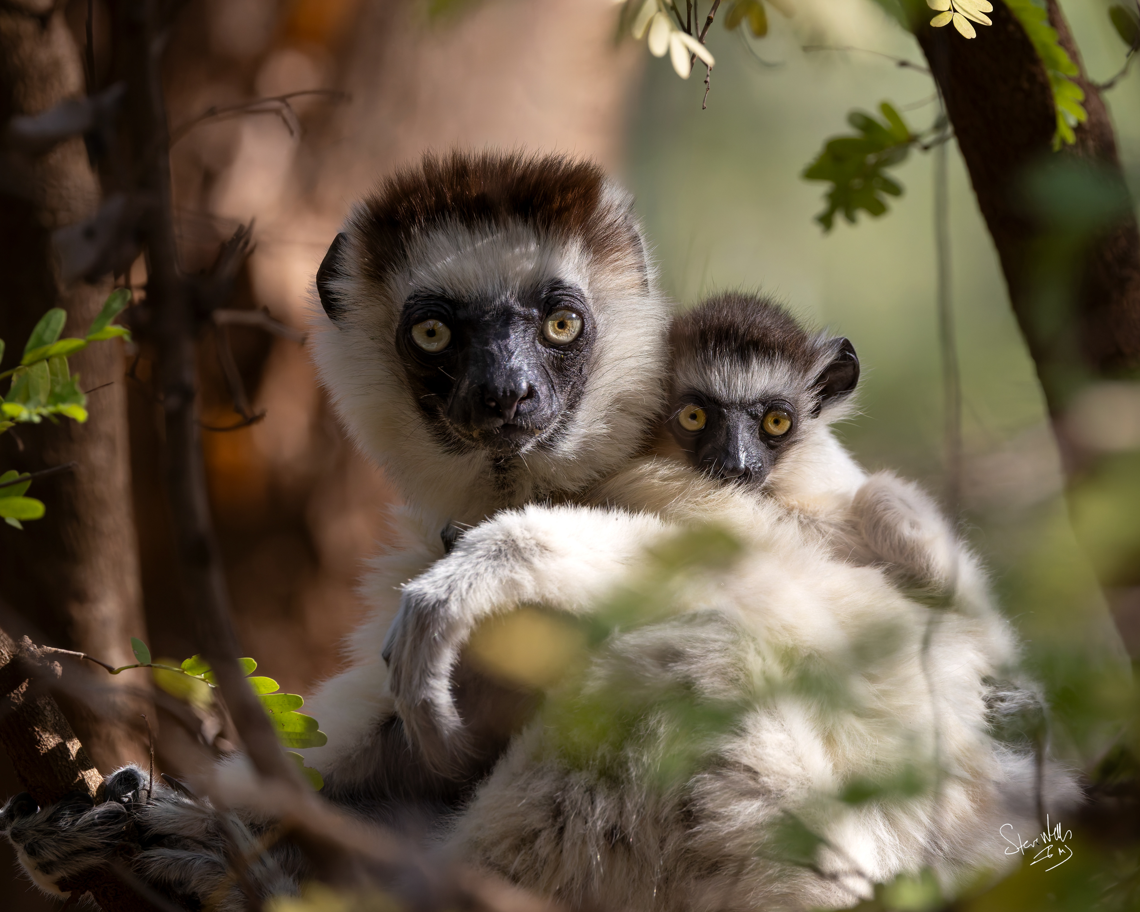 Sifaka Lemur with baby - Madagascar
