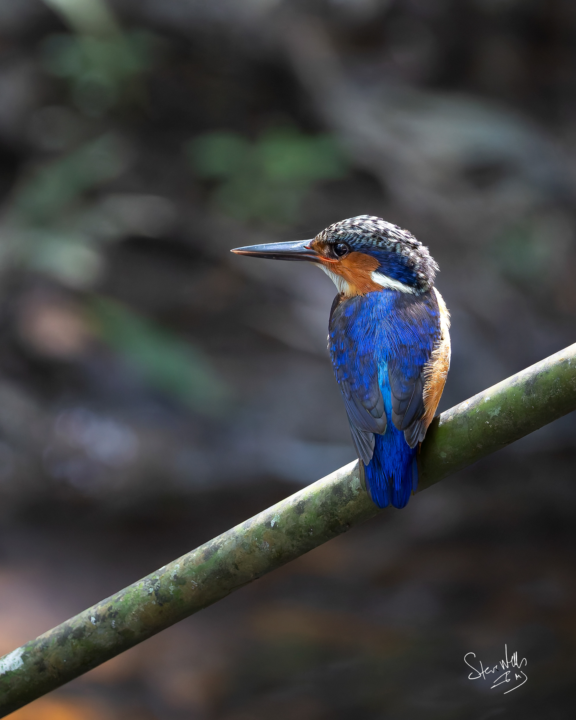 Malachite Kingfisher - Madagascar