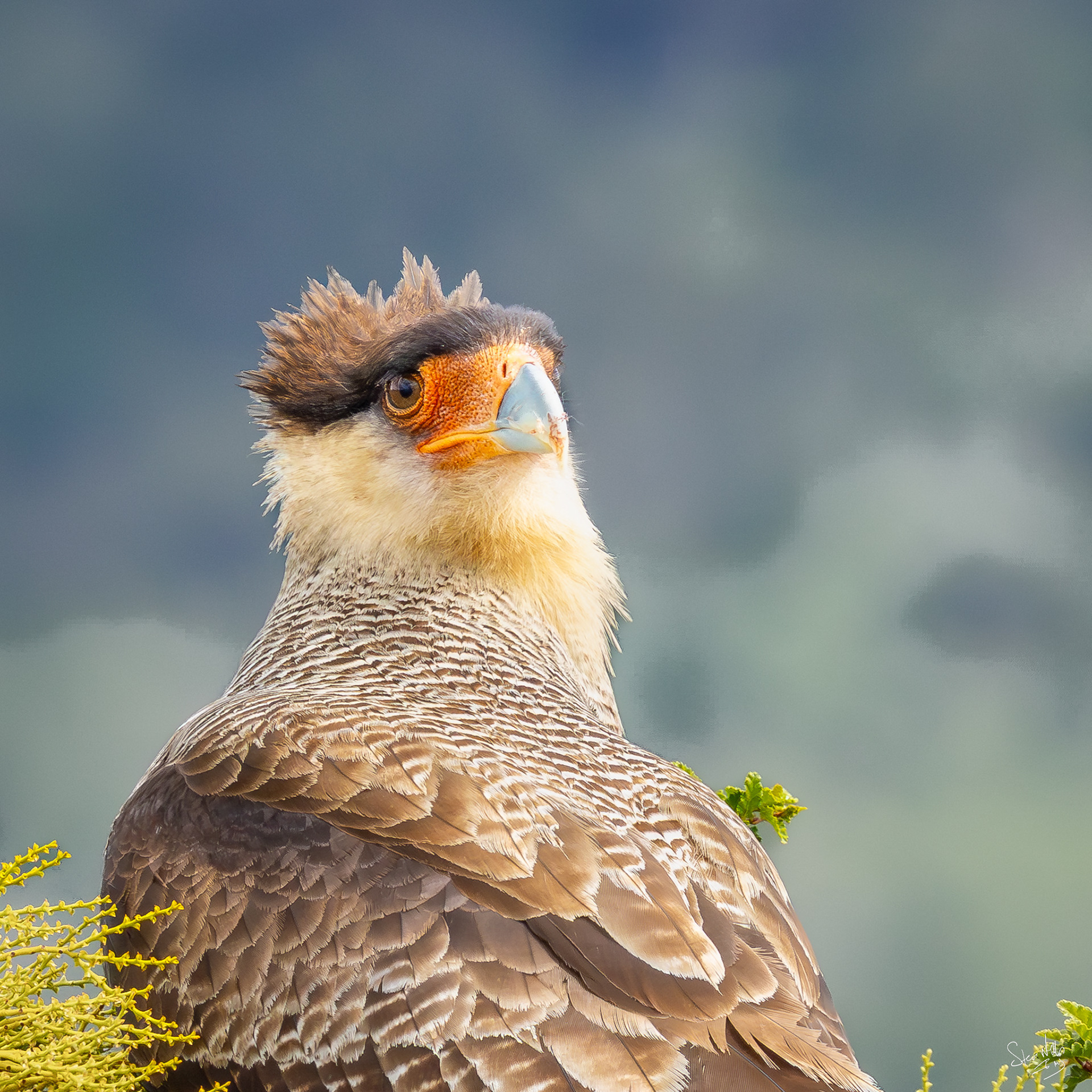 CaraCara -member of the falcon family