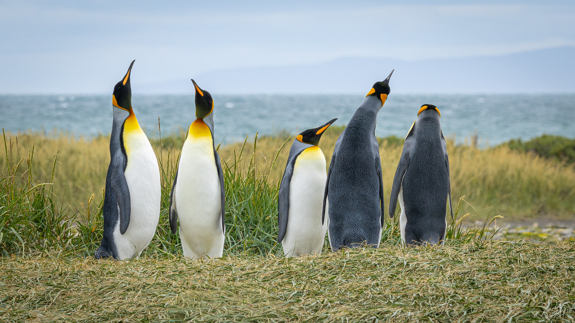 King Penguin