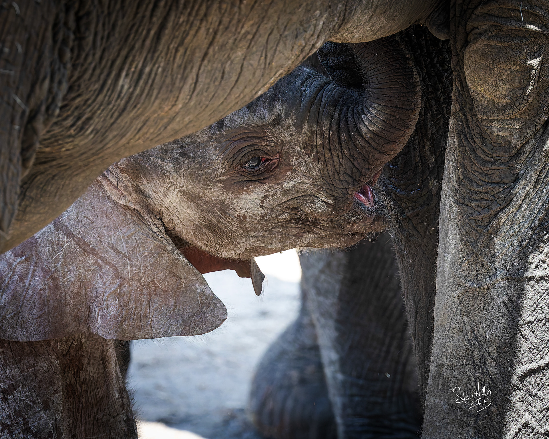 Newborn African Elephant - Tengule