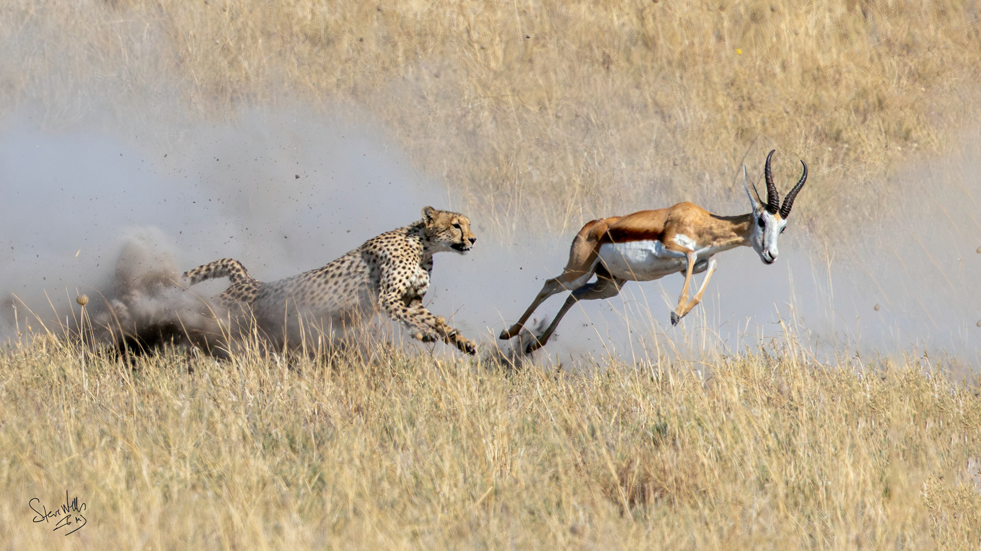 Cheetah chasing Springbok antelope - Camp Kalahari - arid grasslands - Botswana