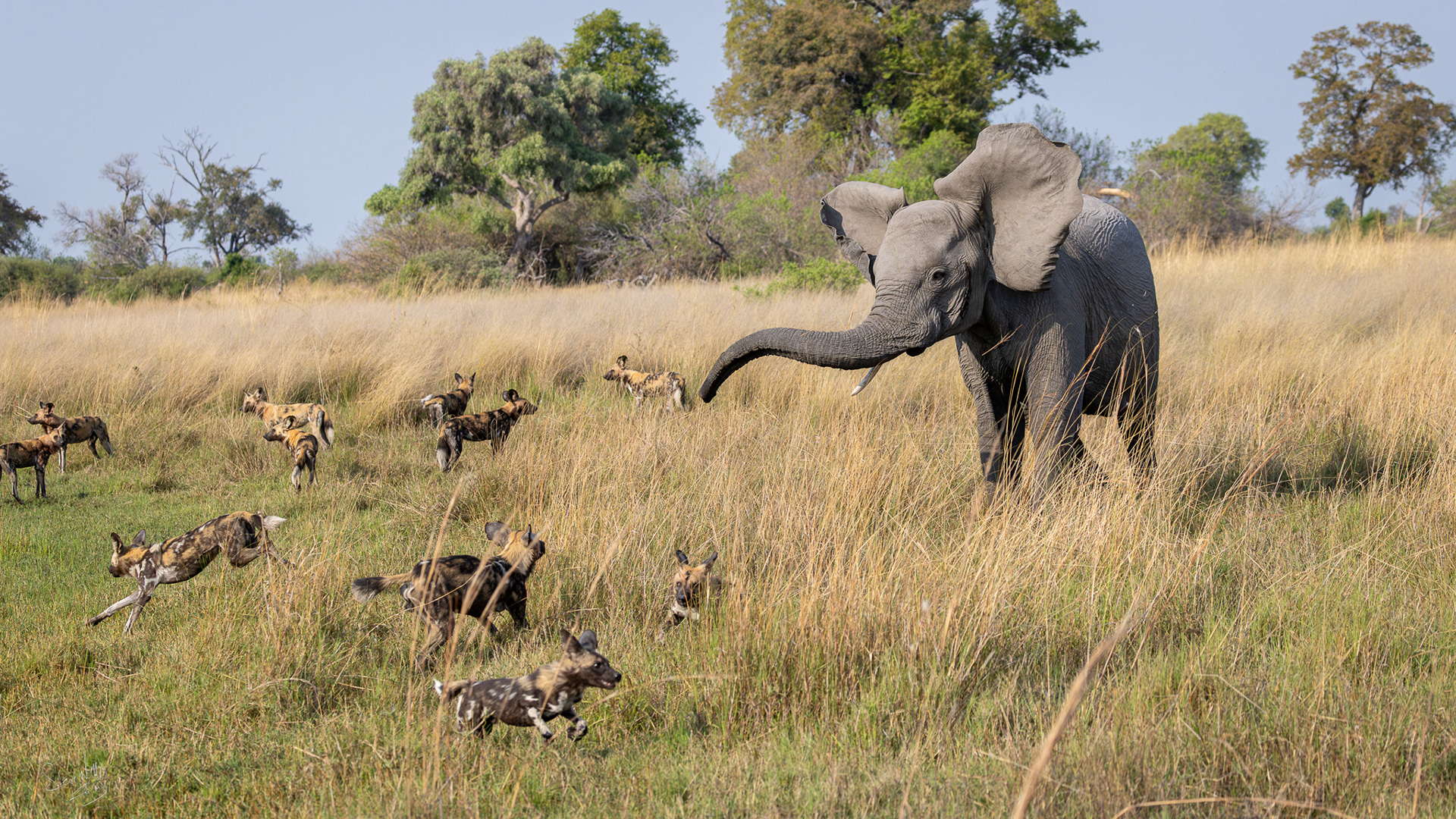 Elephant harassing wild dogs - Botswana