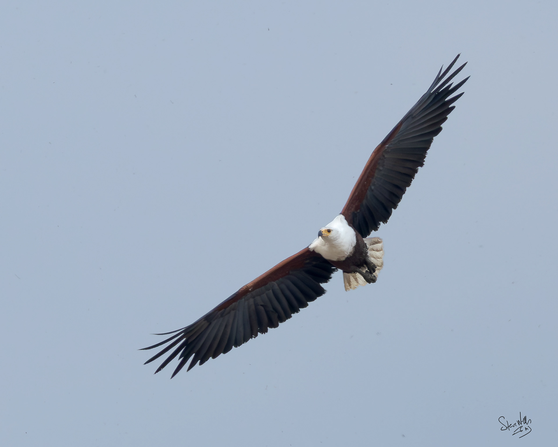 African Fish Eagle