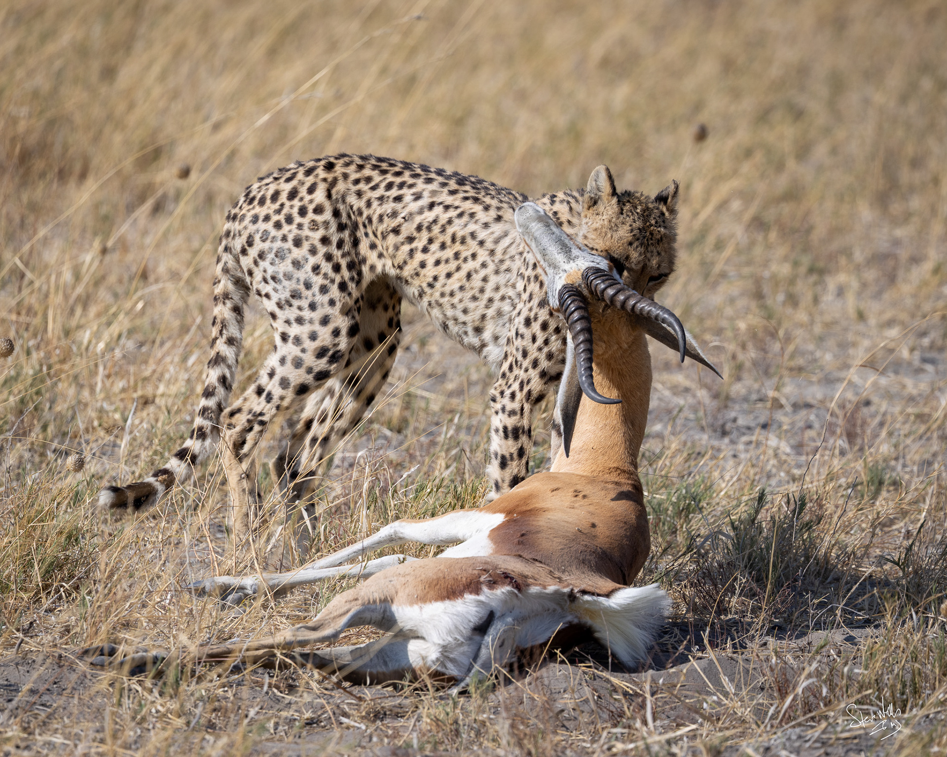 A successful hunt