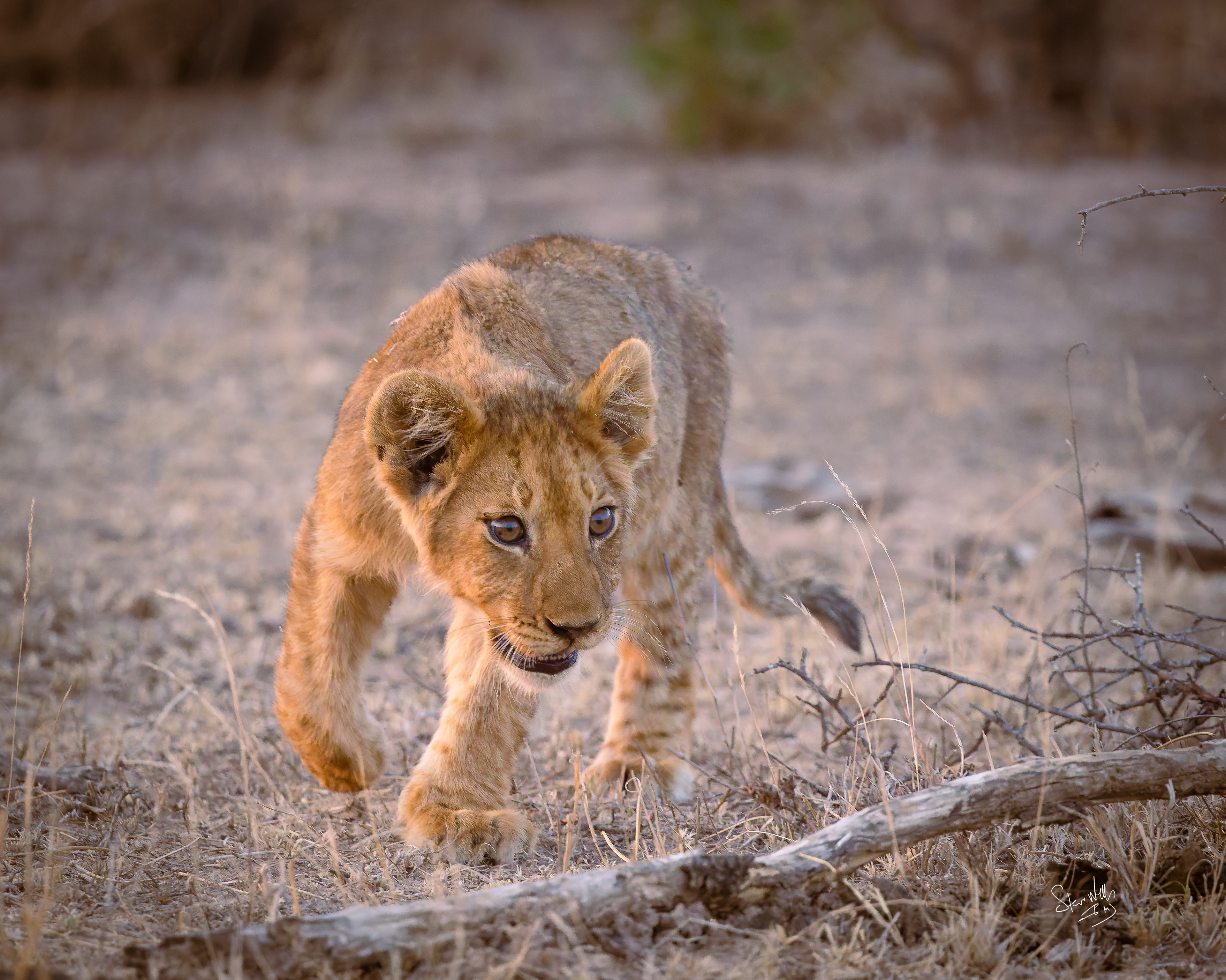 Attack mode - South Africa