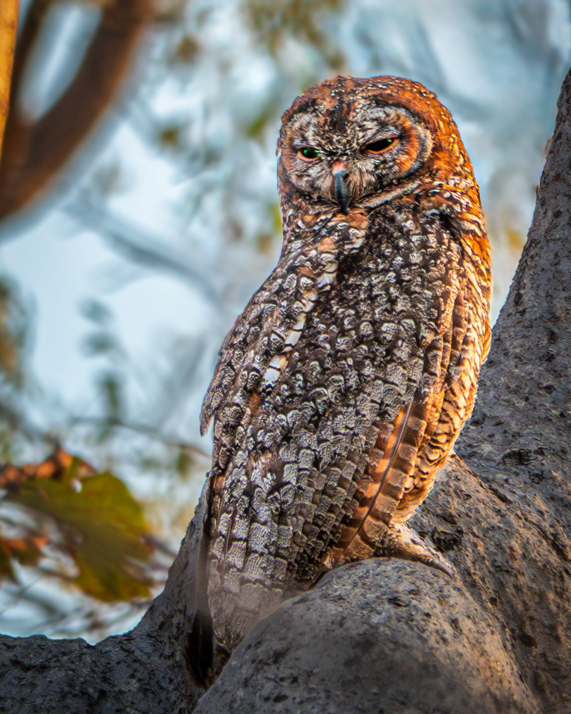African Wood Owl