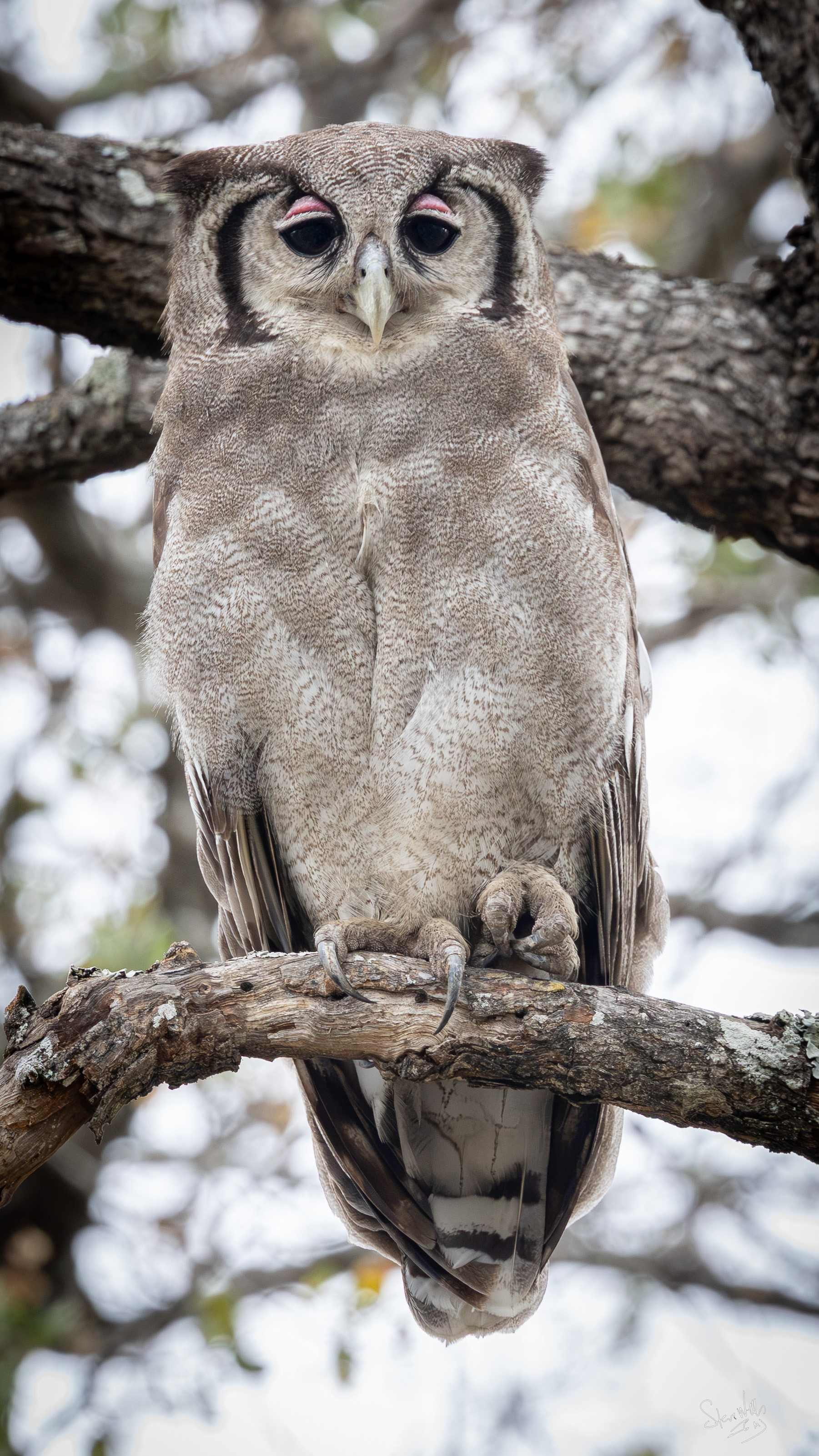 Eagle Owl - MalaMala