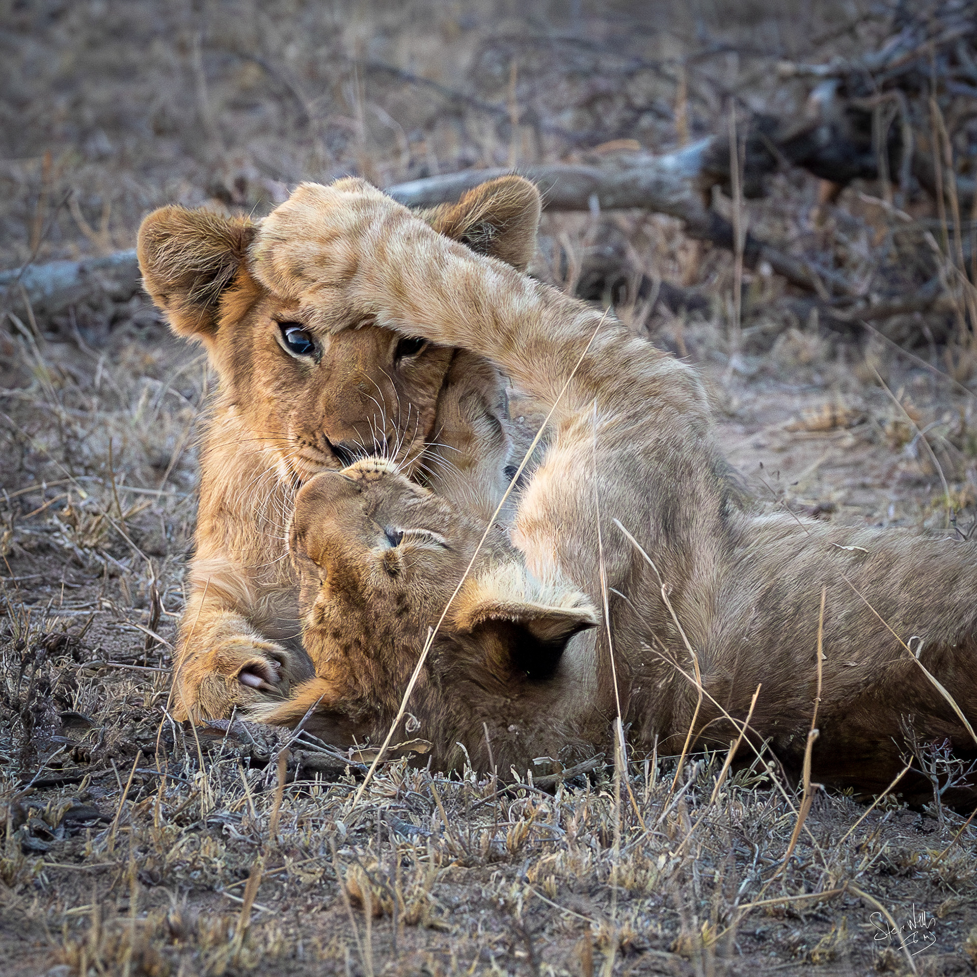 lion cubs South Africa