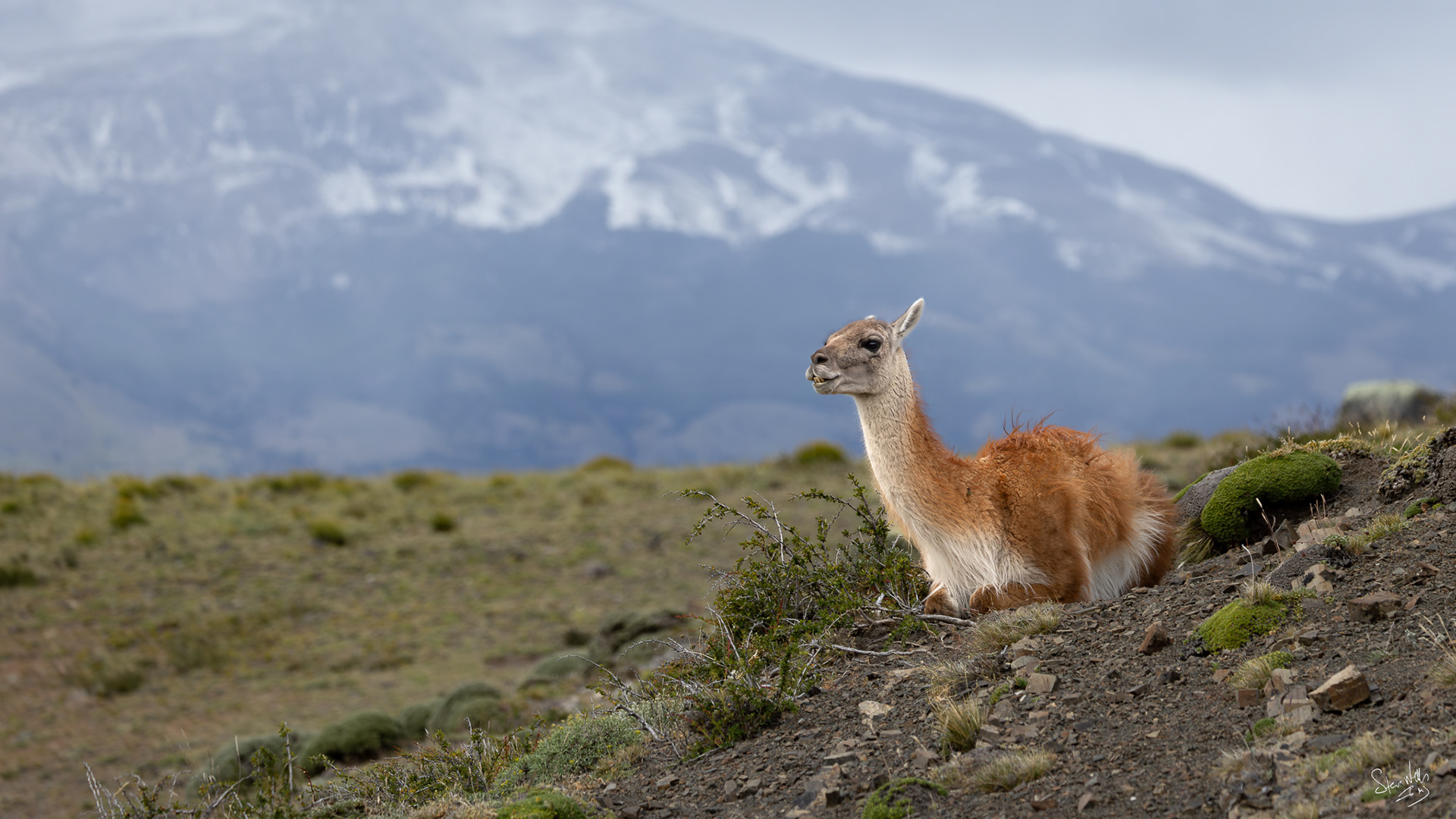Guanaco - member of camel family -main prey of the puma