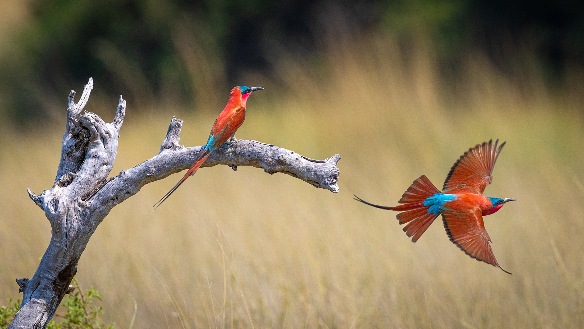 Carmine Bee Eaters on the hunt