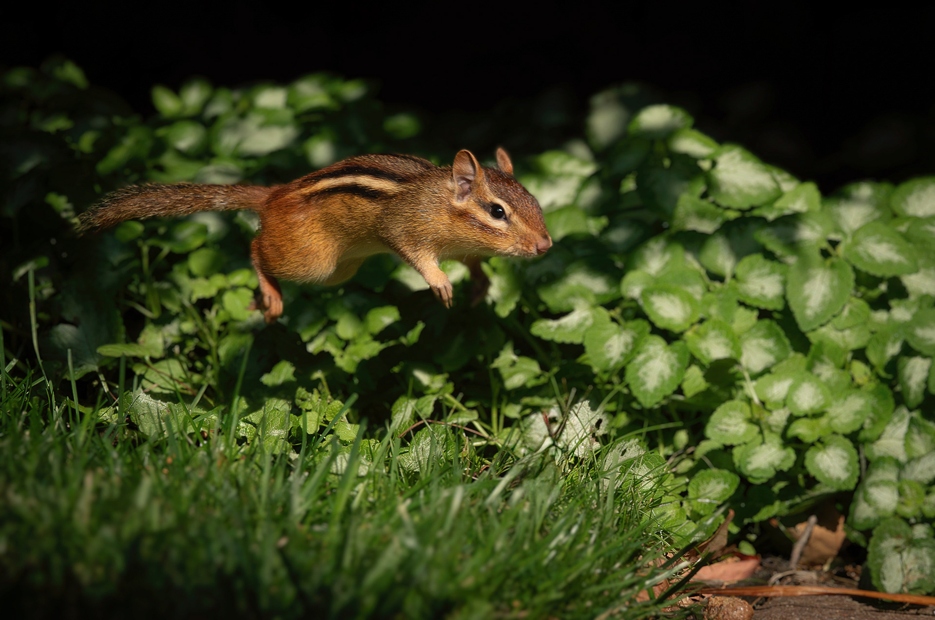 Chipmunk leaping Ontario
