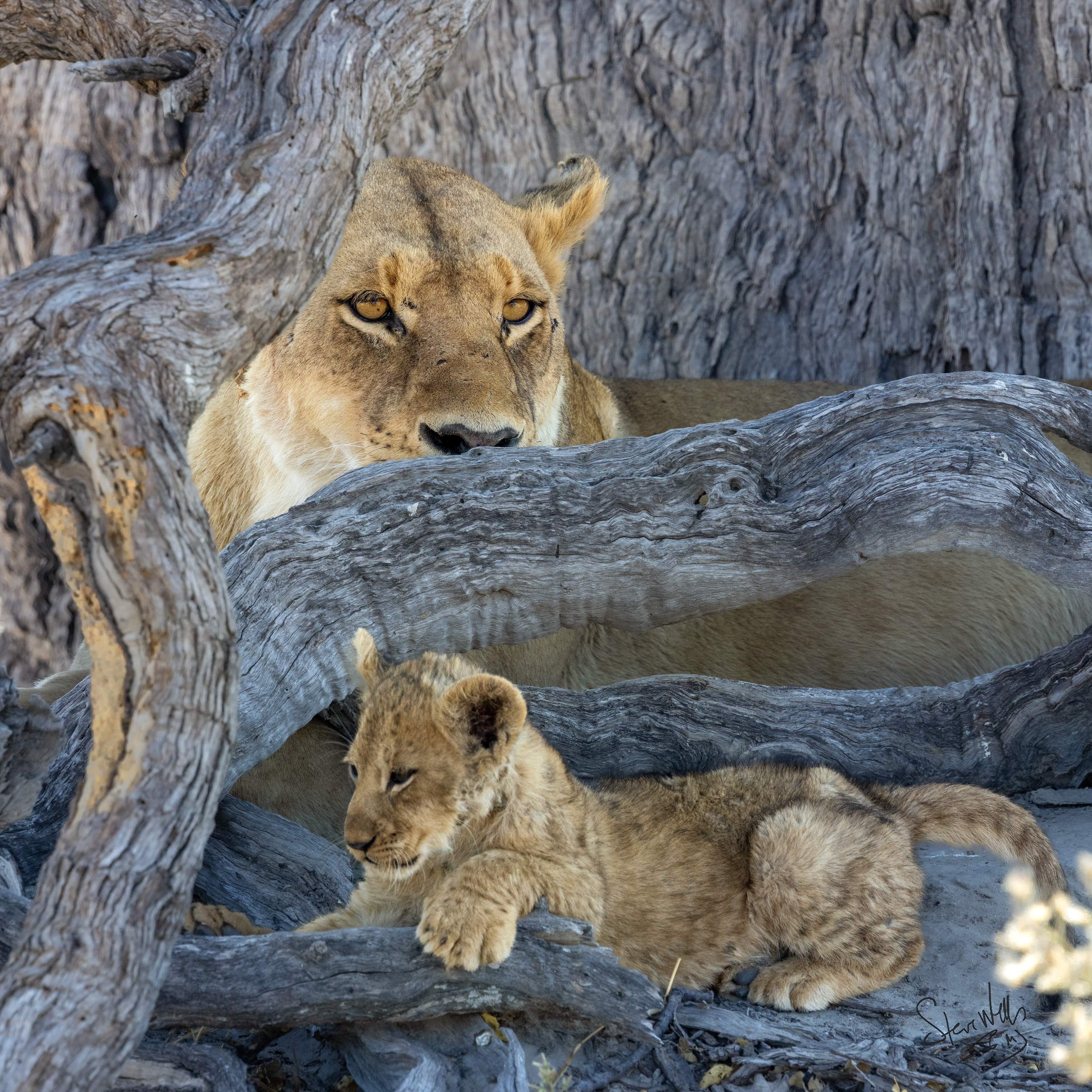 Lioness with youngster-Botswana