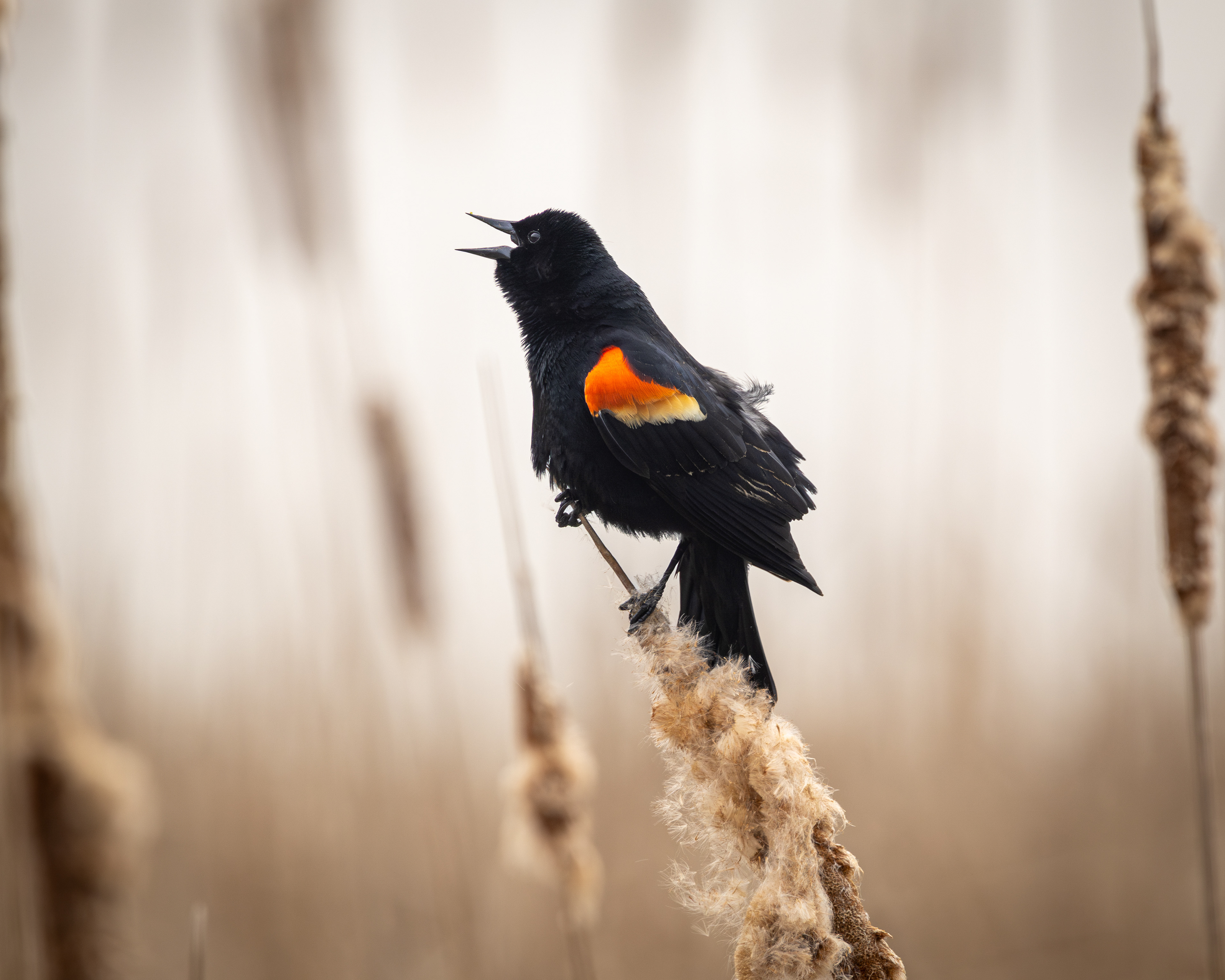 Male Redwinged Blackbird - Ontario Canada