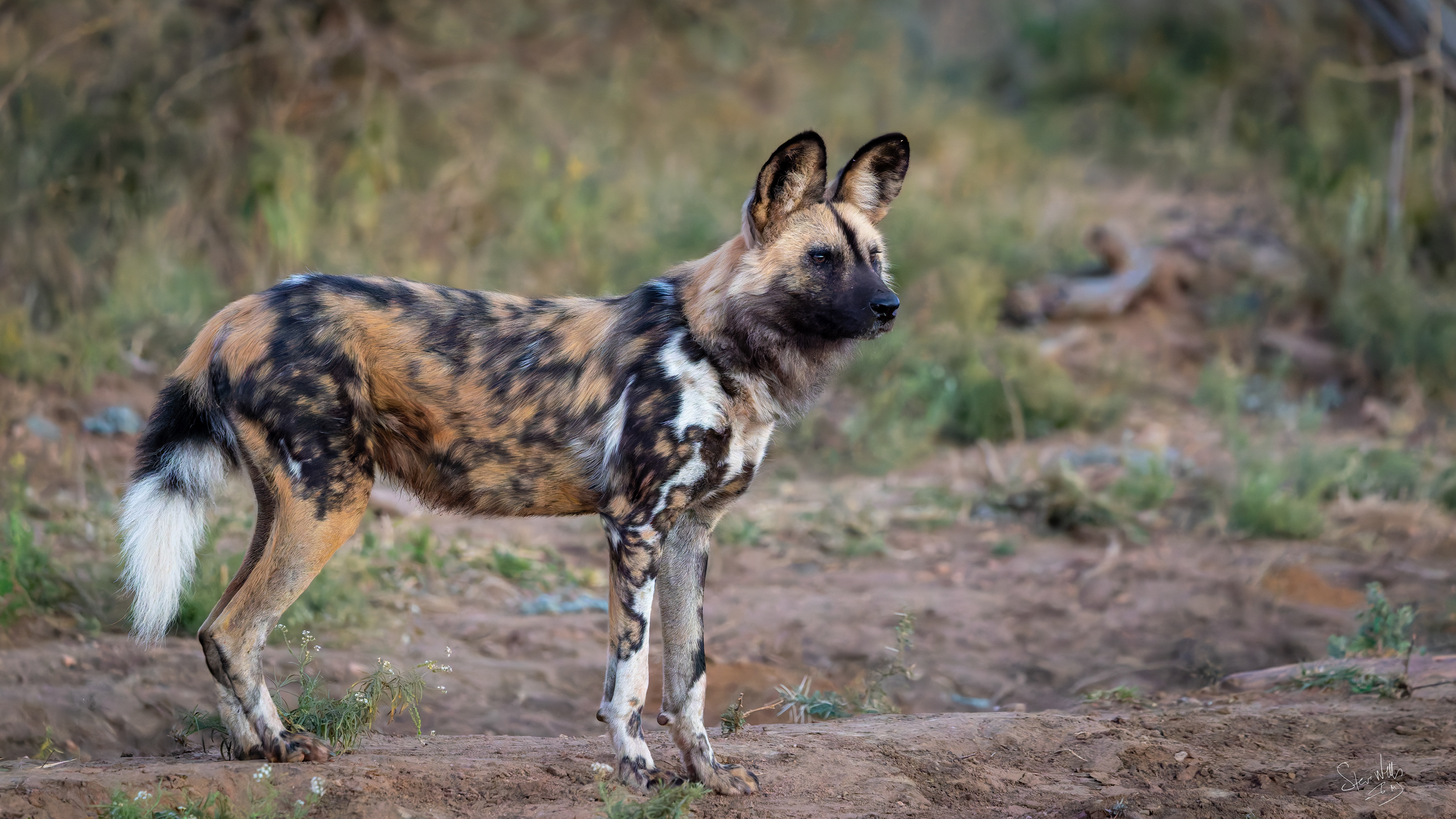 African Wild Dog 