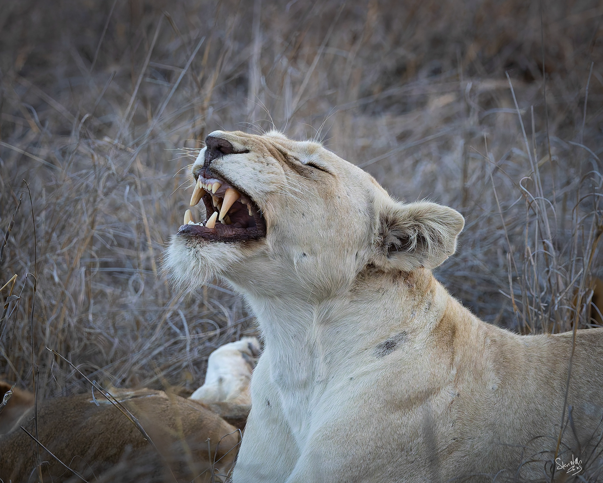 White Lioness - Ngala - South Africa
