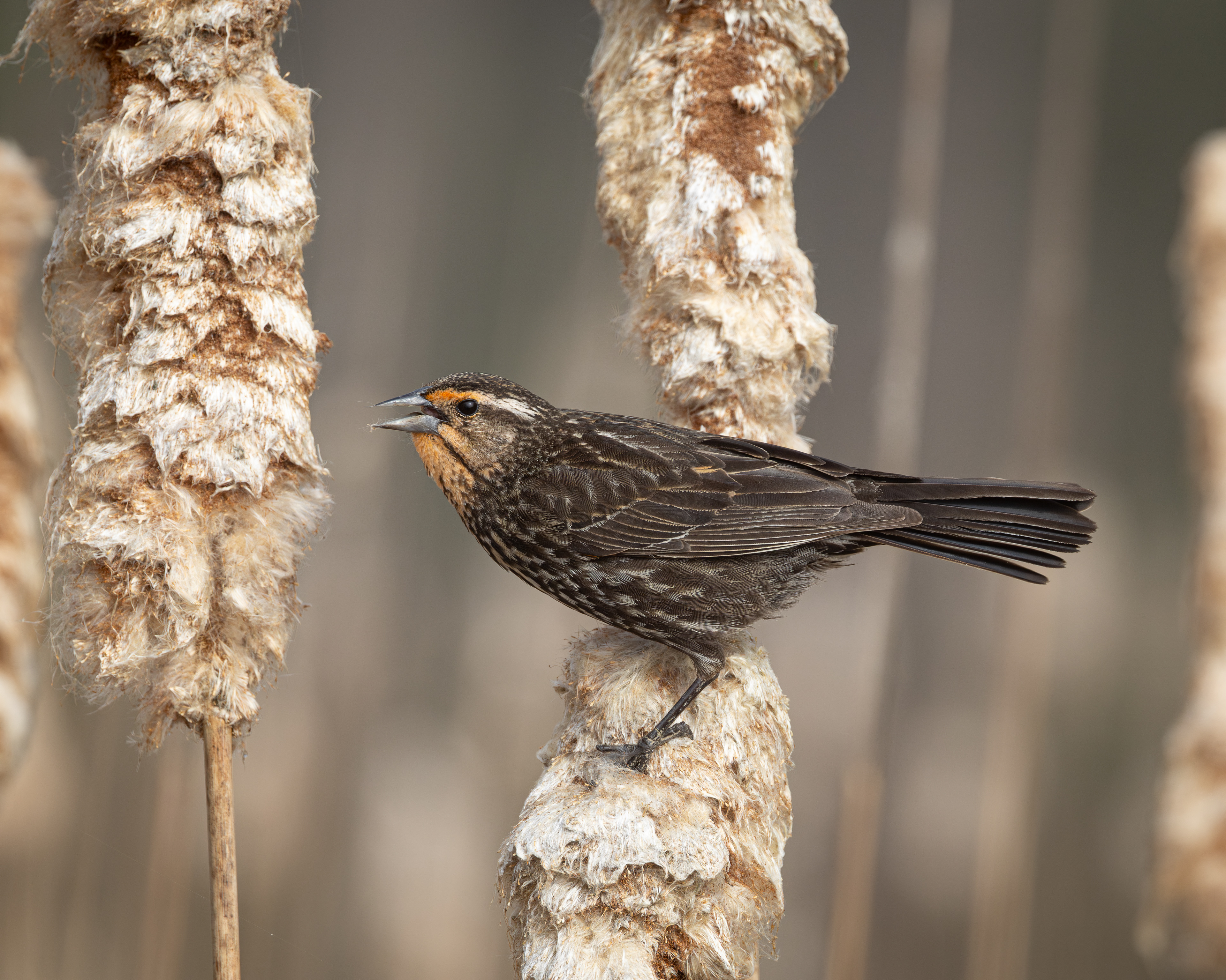 Female Red Winged Blackbird - Ontario Canada