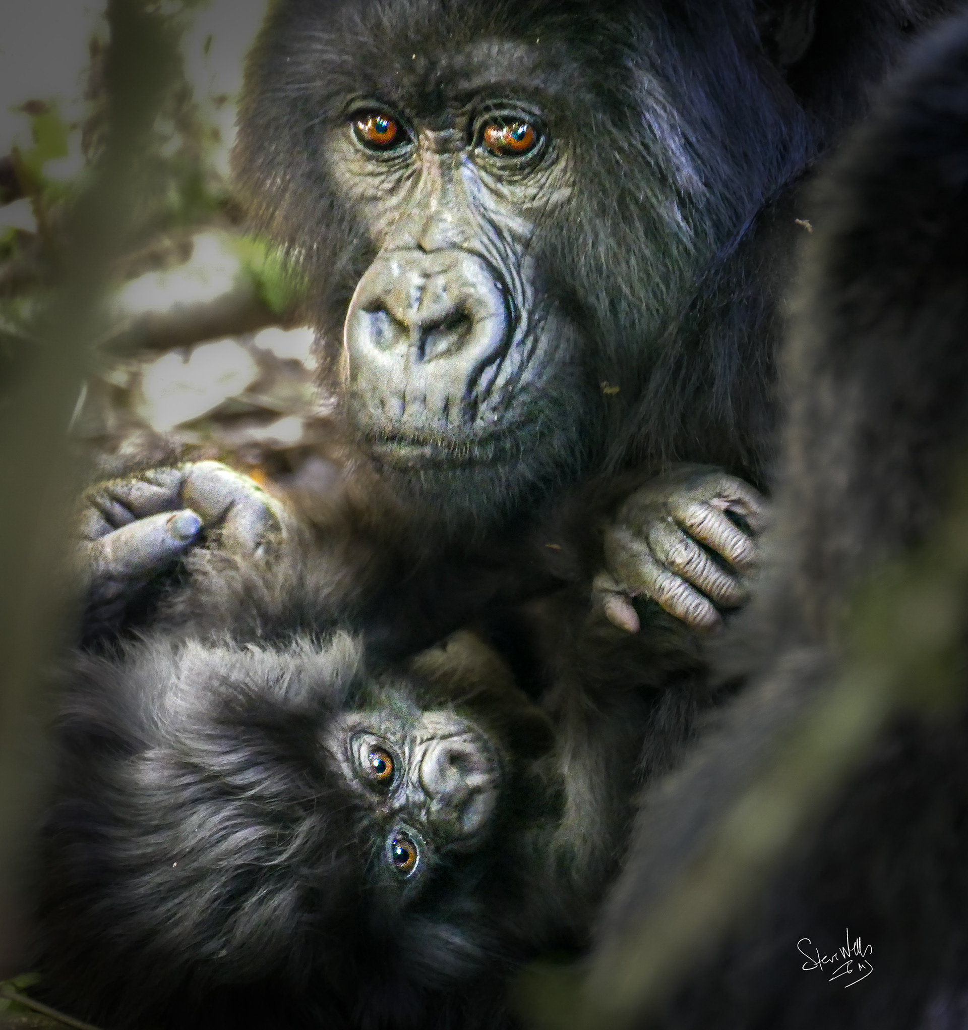 Rwanda Mountain Gorilla with 3 month old