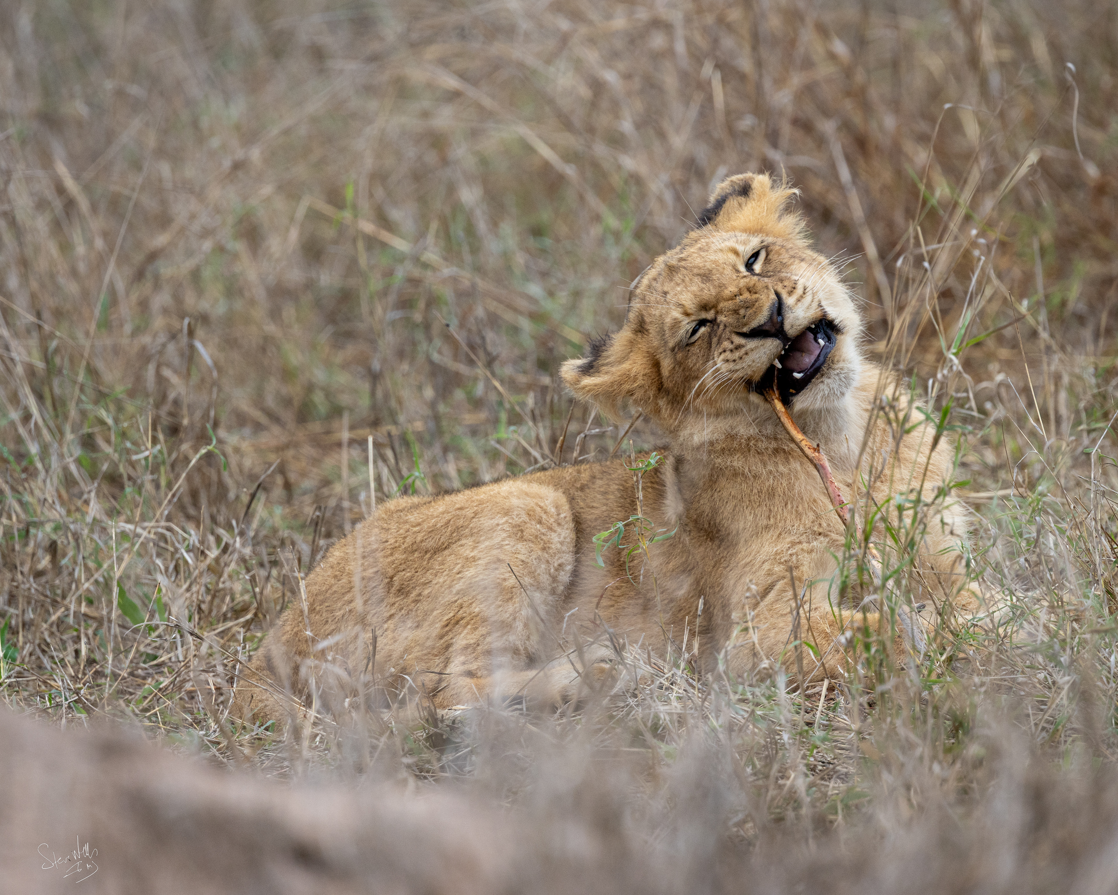 Lion Cub fighting with a stick- Mala Mala