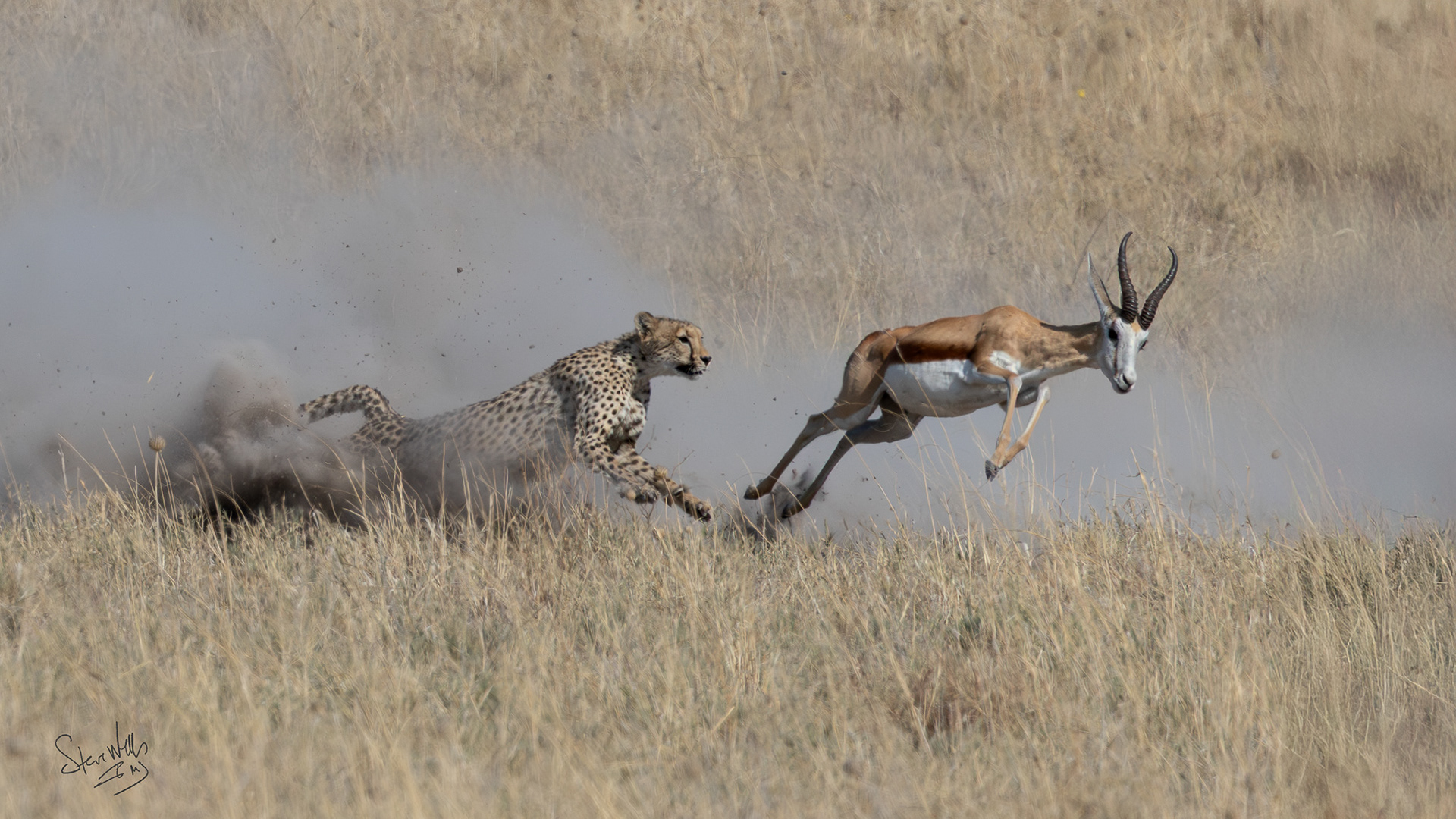 Cheetah chasing springbok