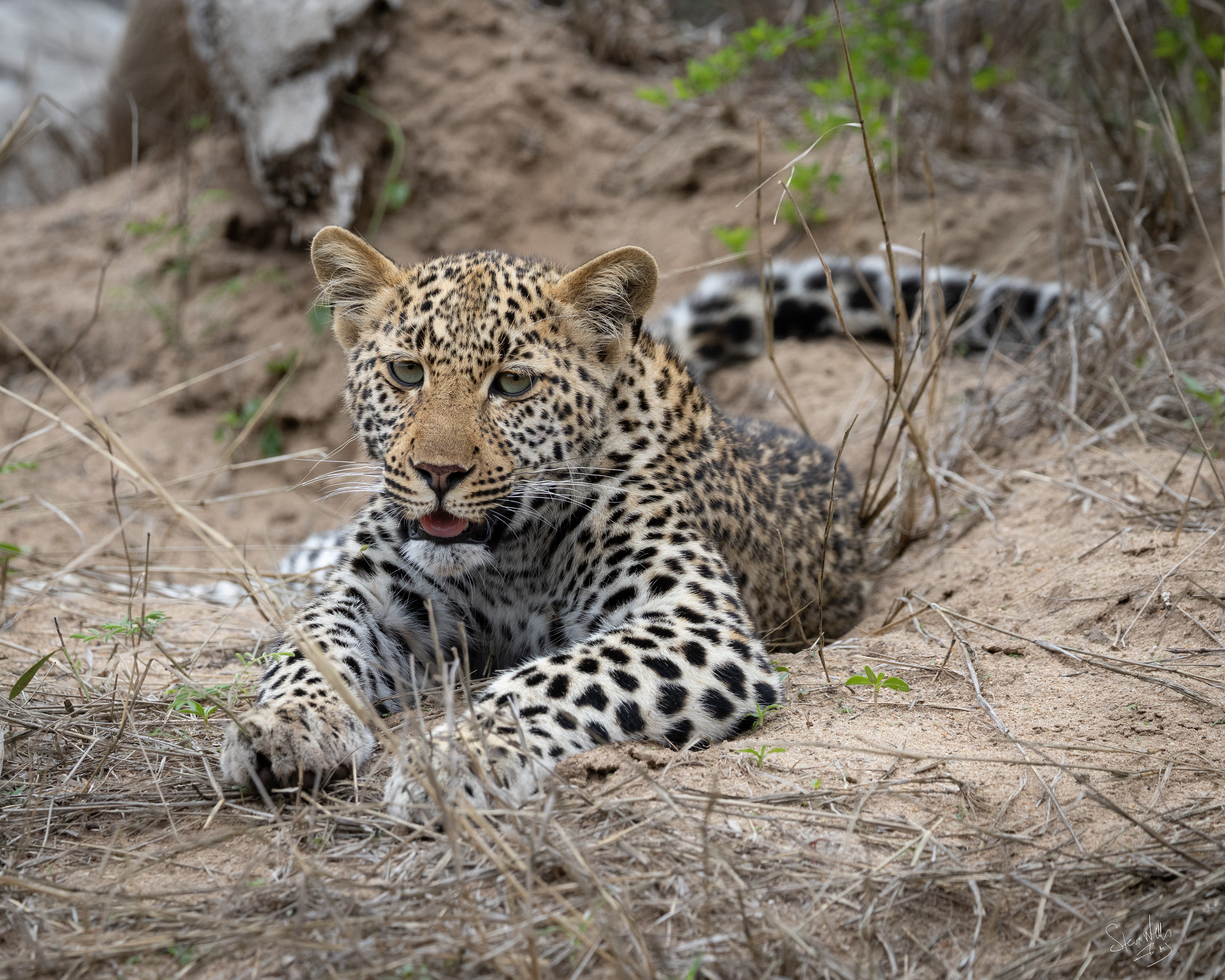 Leopard cub MalaMala South Africa