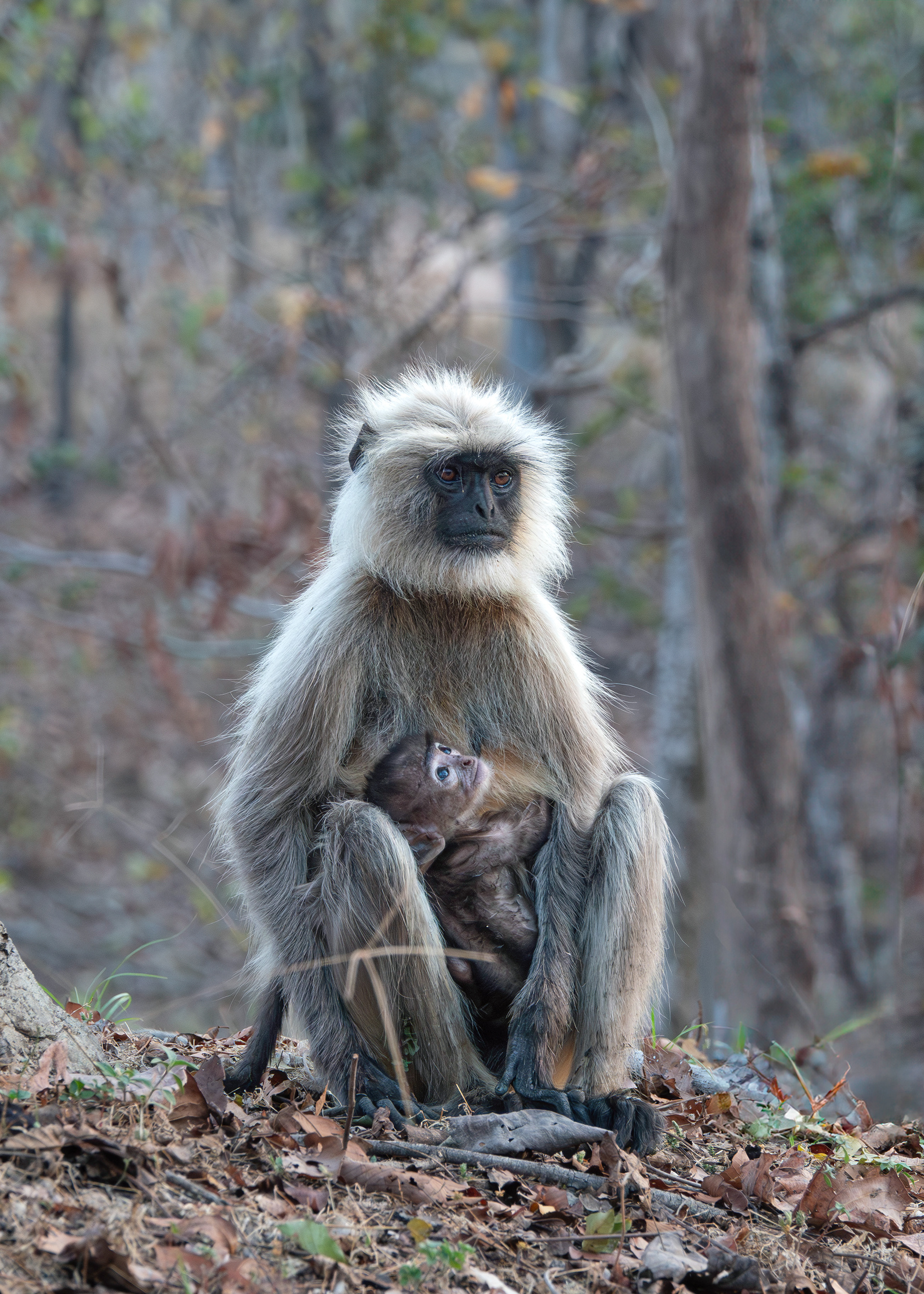 Gray Langur with infant - India